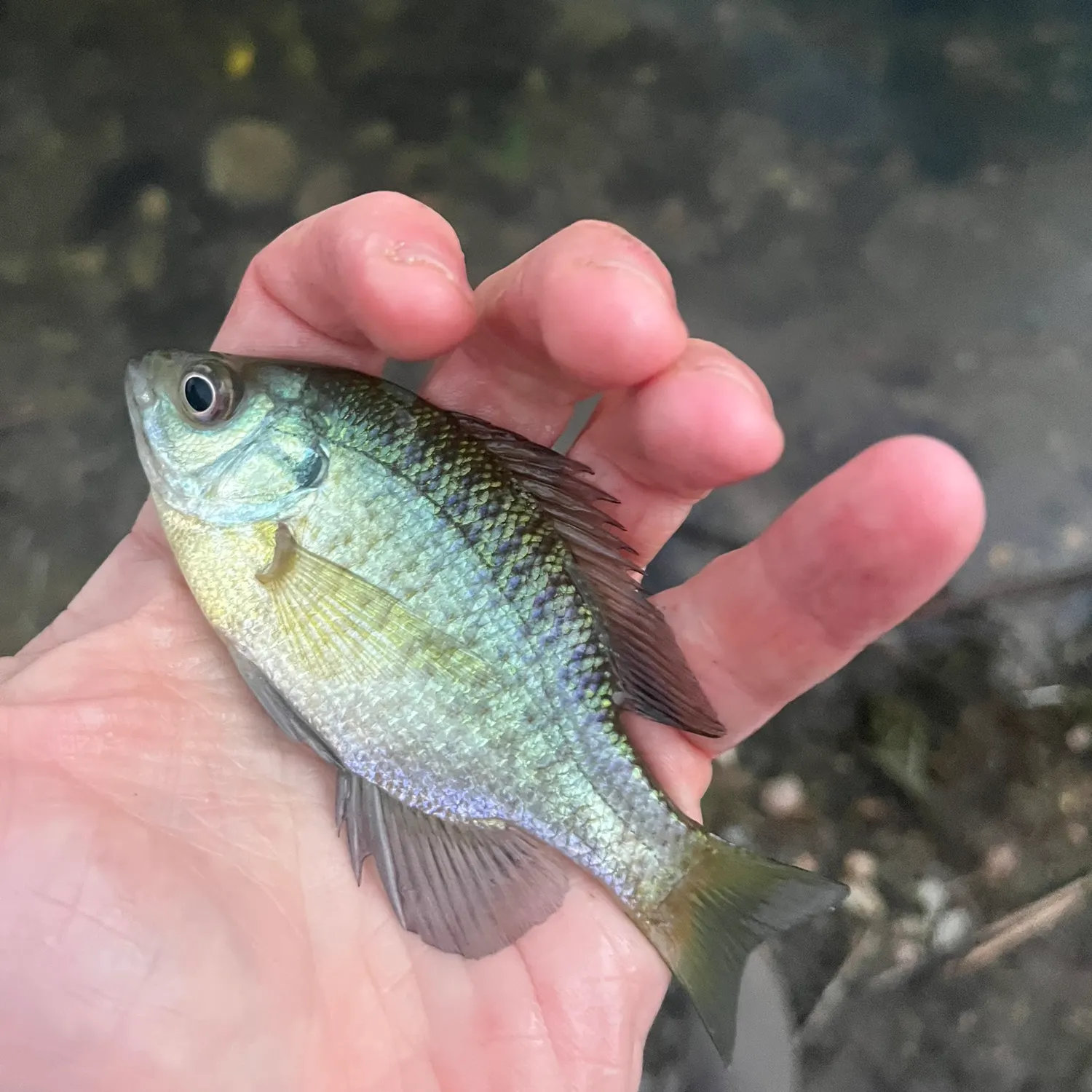 Bluegill caught on Fishbrain