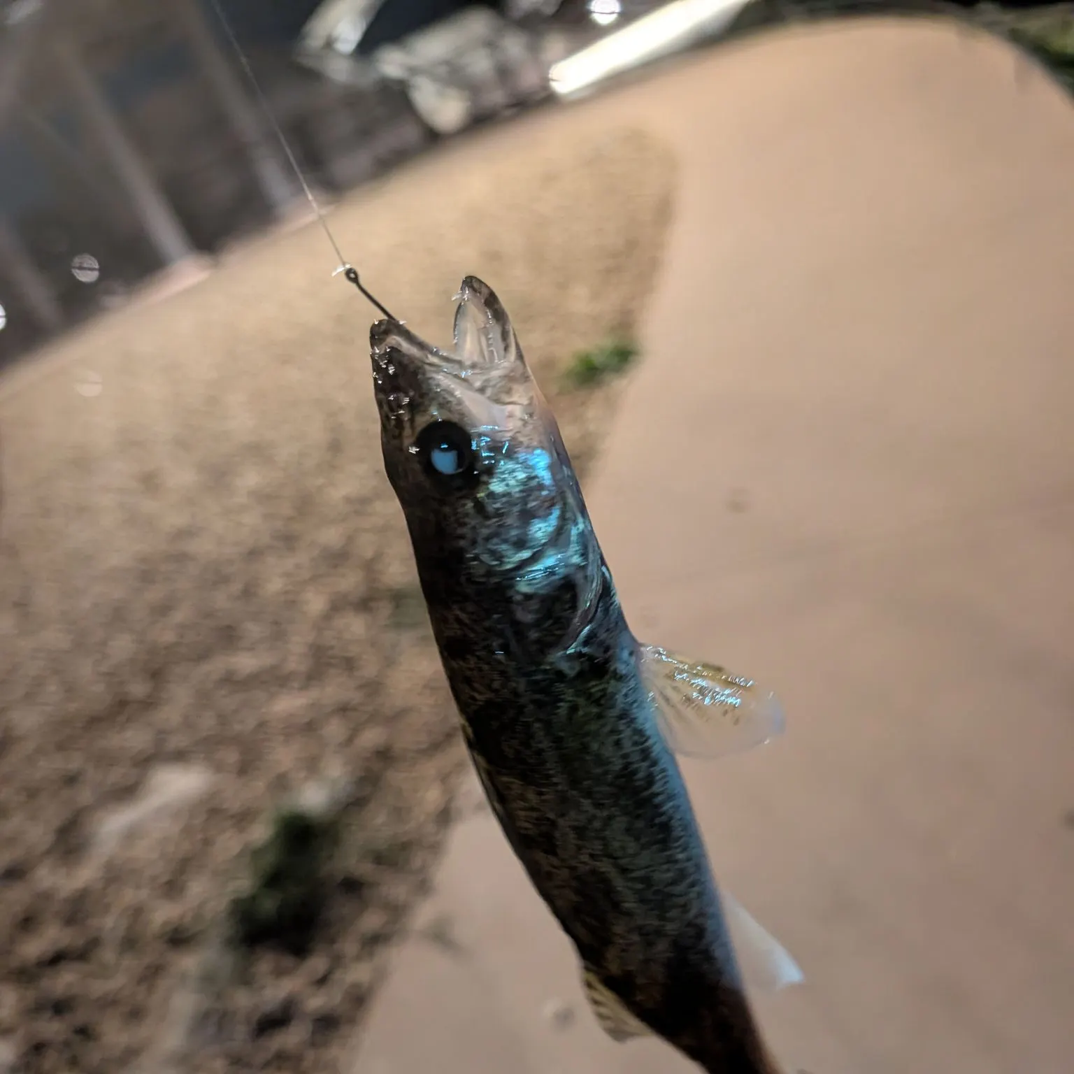 Walleye caught on Fishbrain