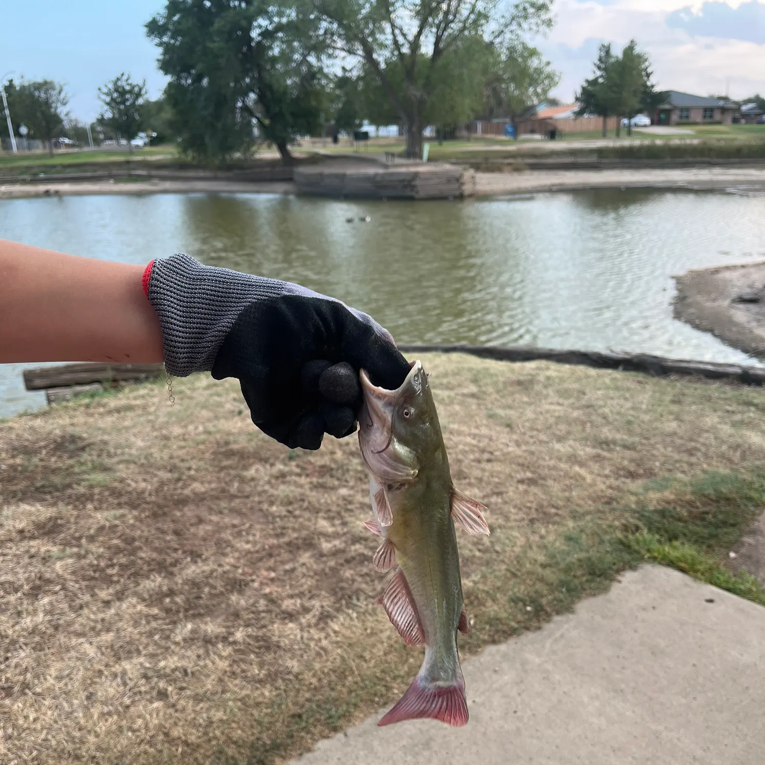 Yellow bullhead caught on Fishbrain