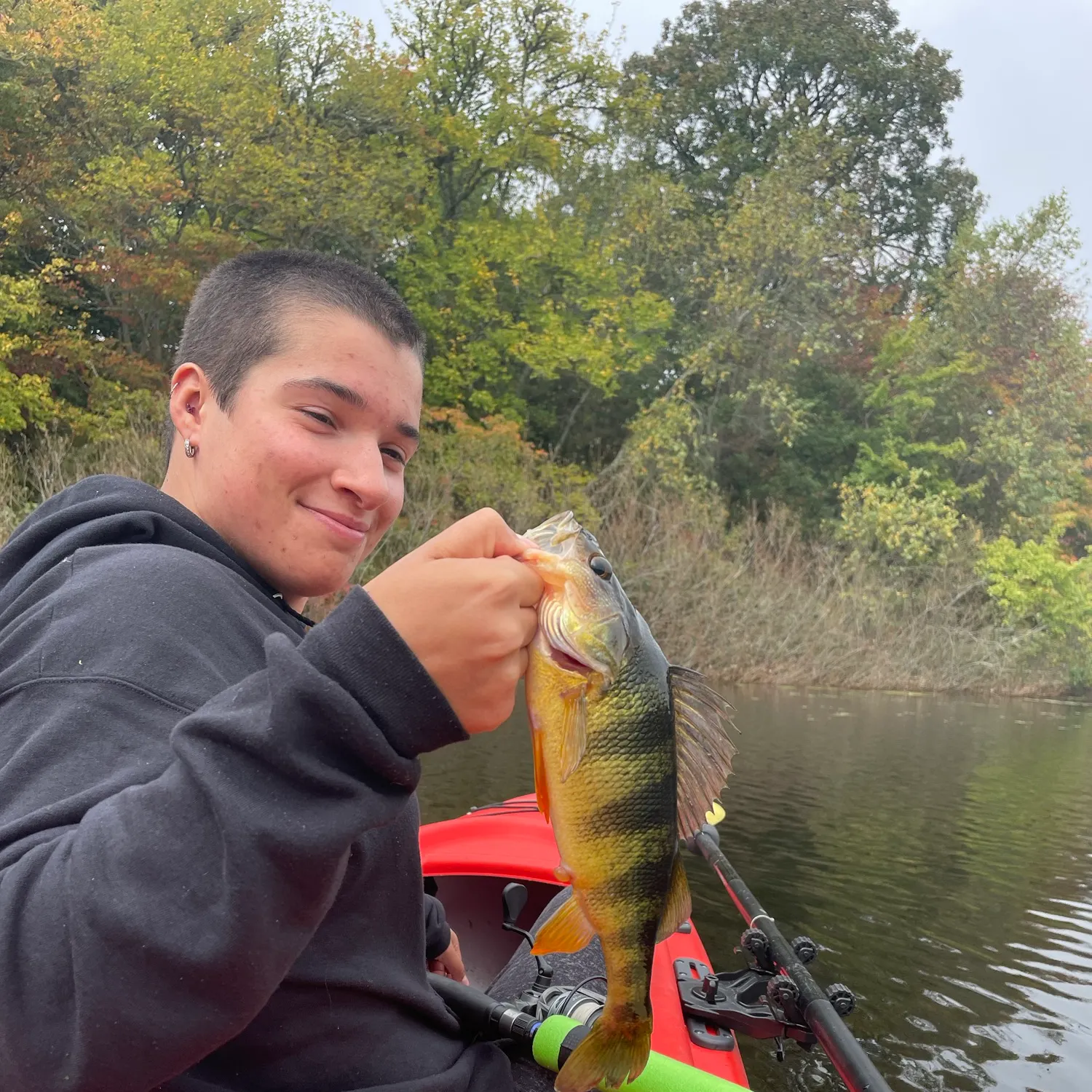 Yellow perch caught on Fishbrain