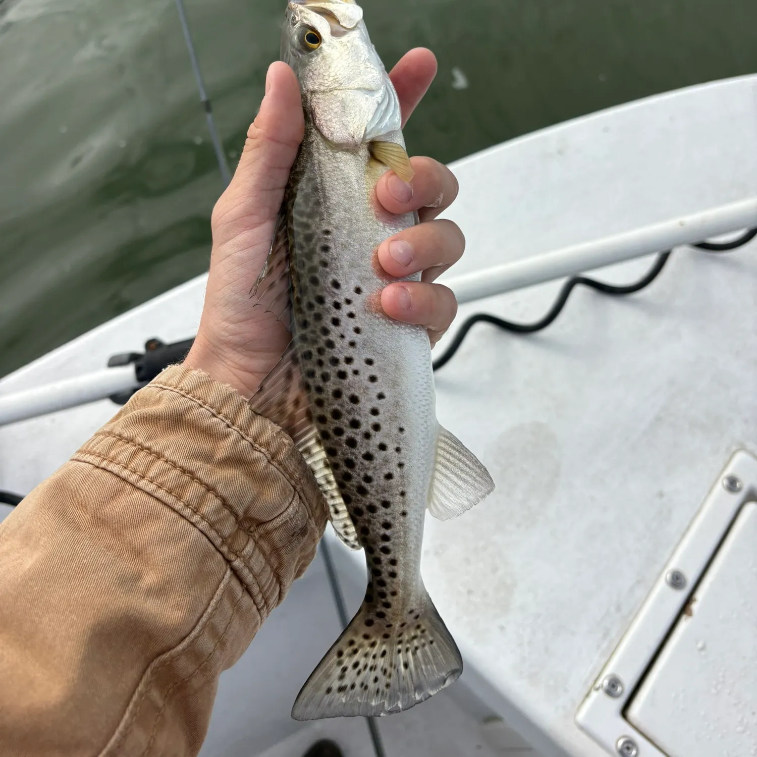 The most recent Spotted seatrout catches on Fishbrain
