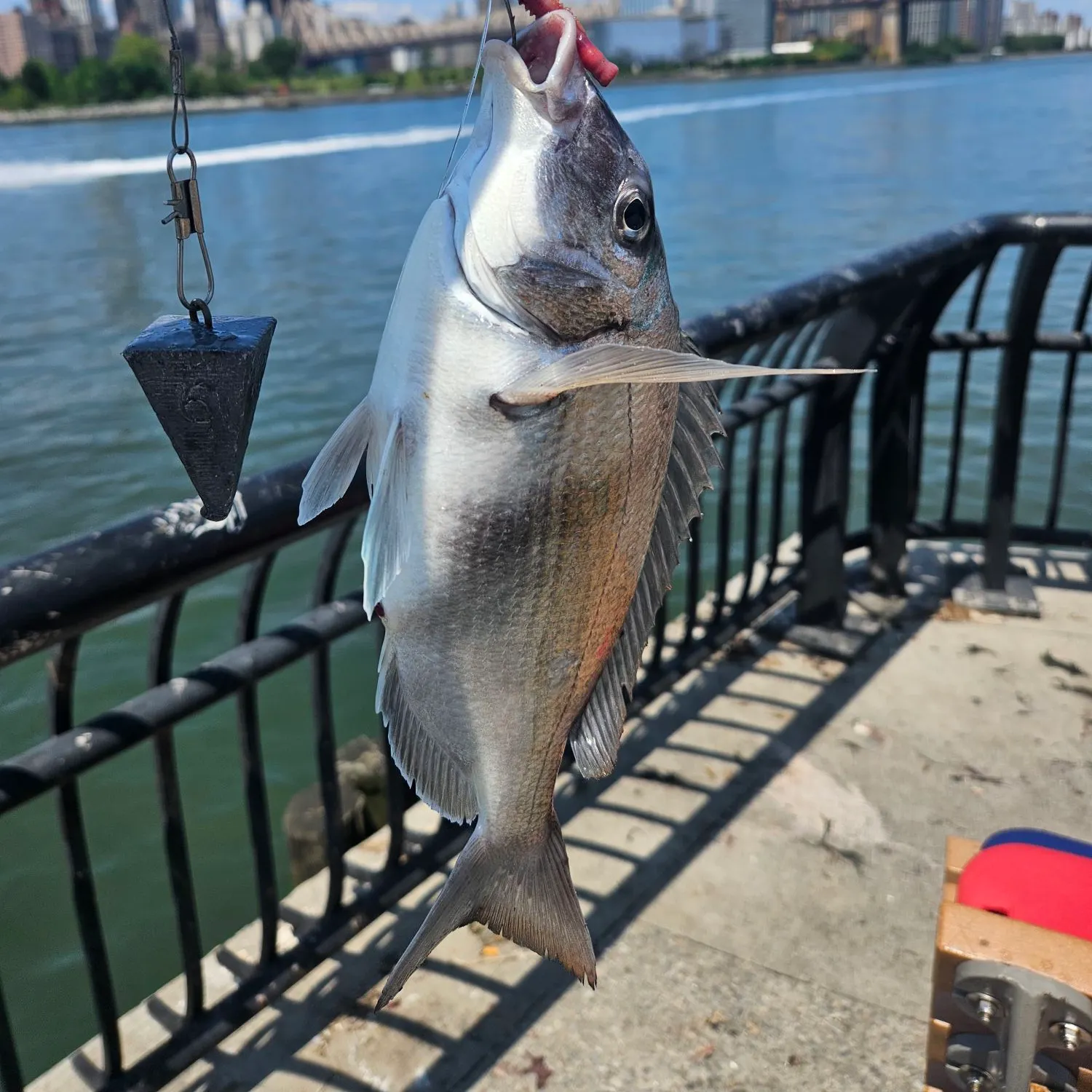 Scup caught on Fishbrain