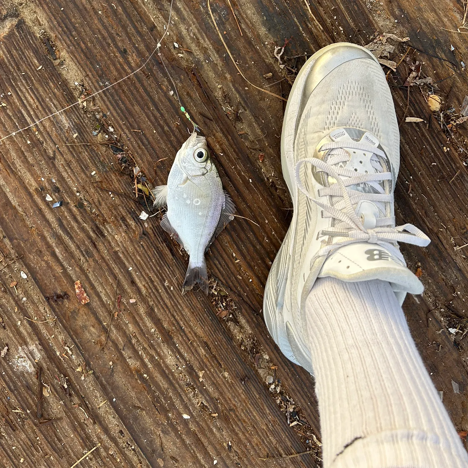 The most recent Walleye surfperch catches on Fishbrain