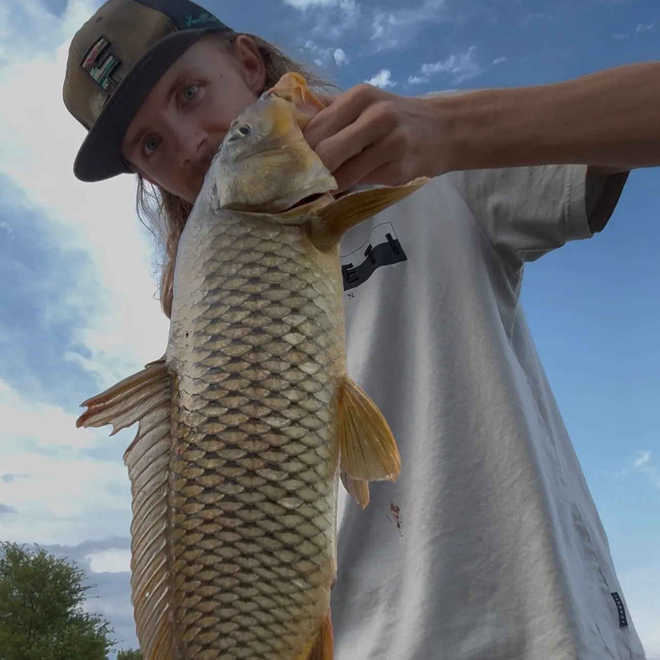 Common carp caught on Fishbrain