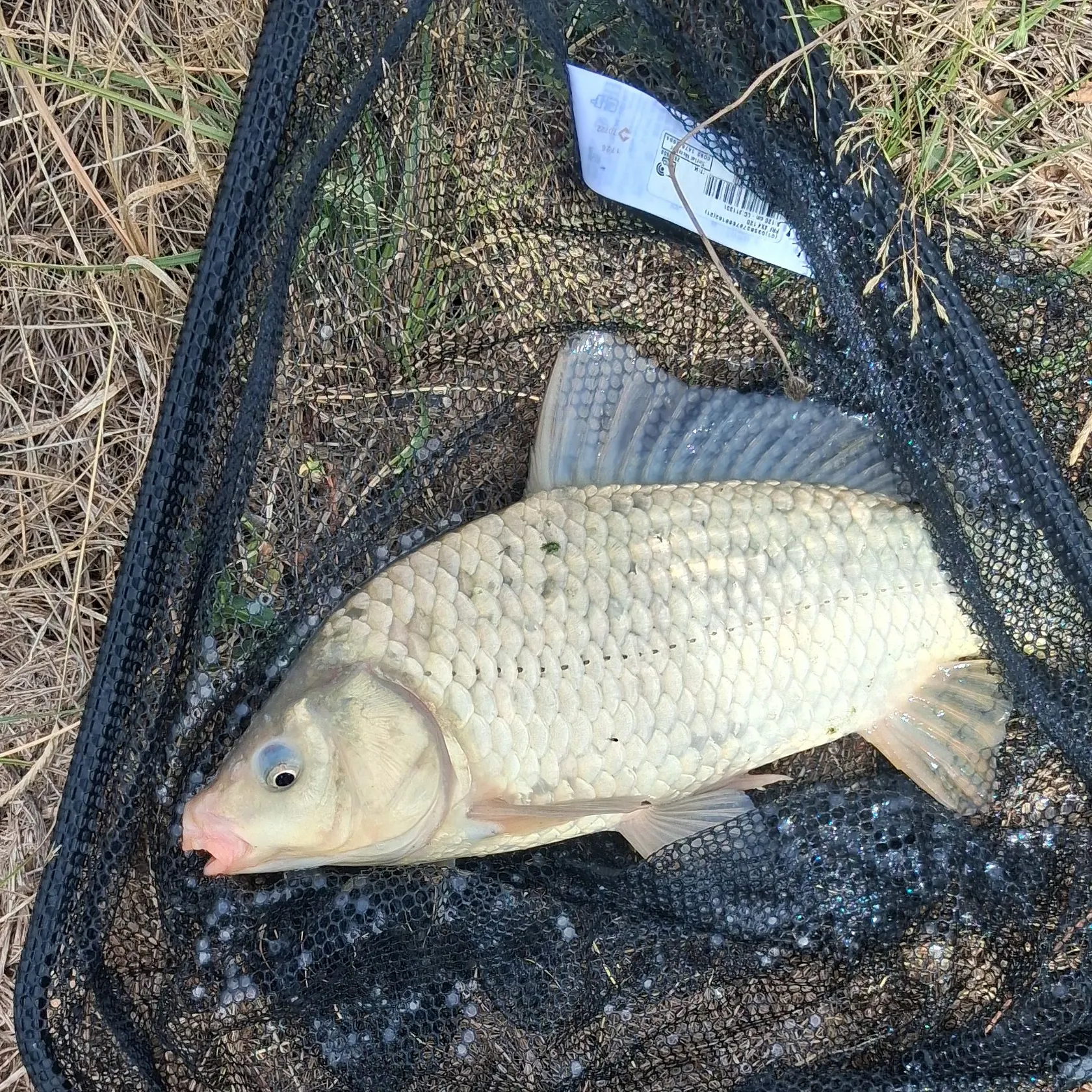 Common carp caught on Fishbrain