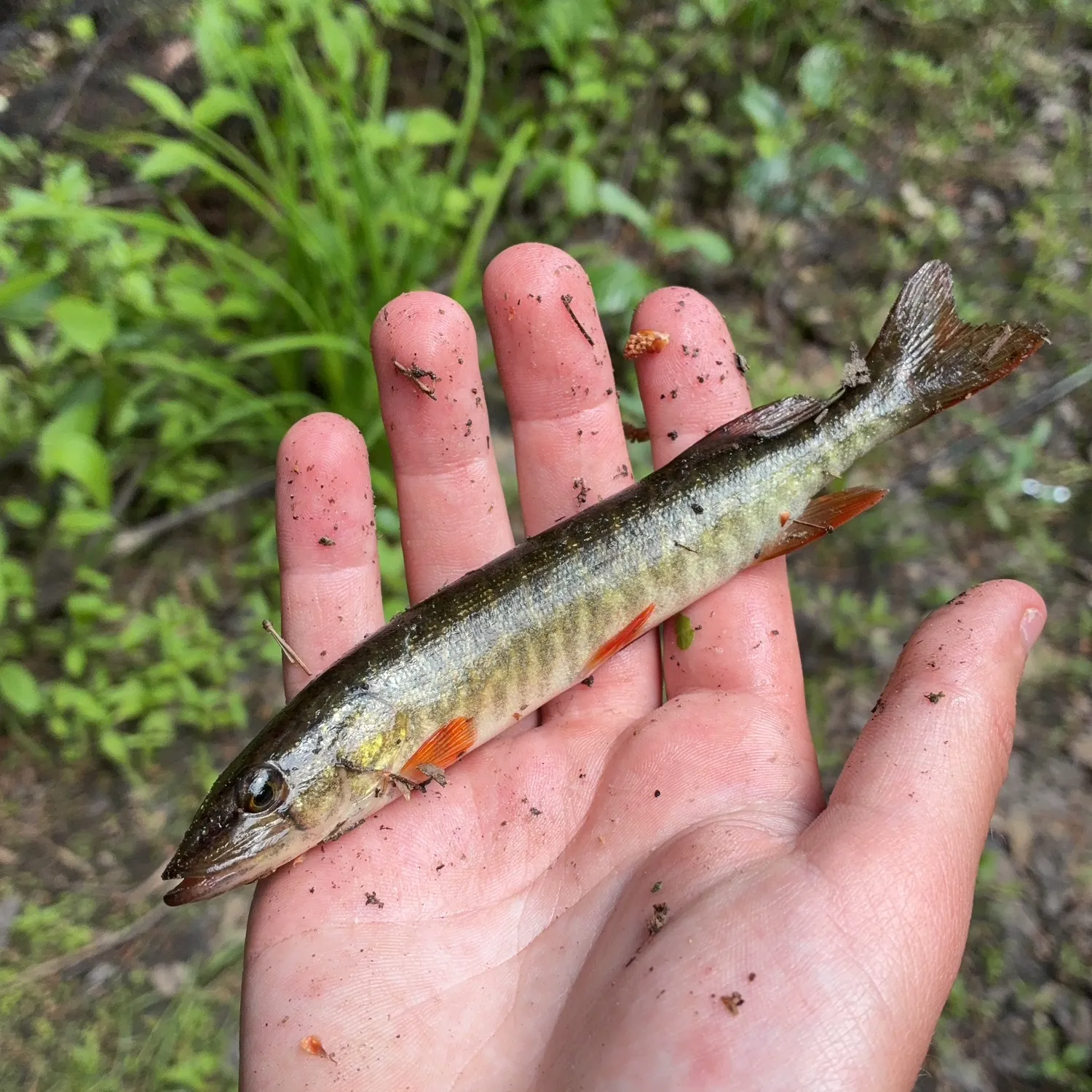 The most recent Redfin pickerel catches on Fishbrain
