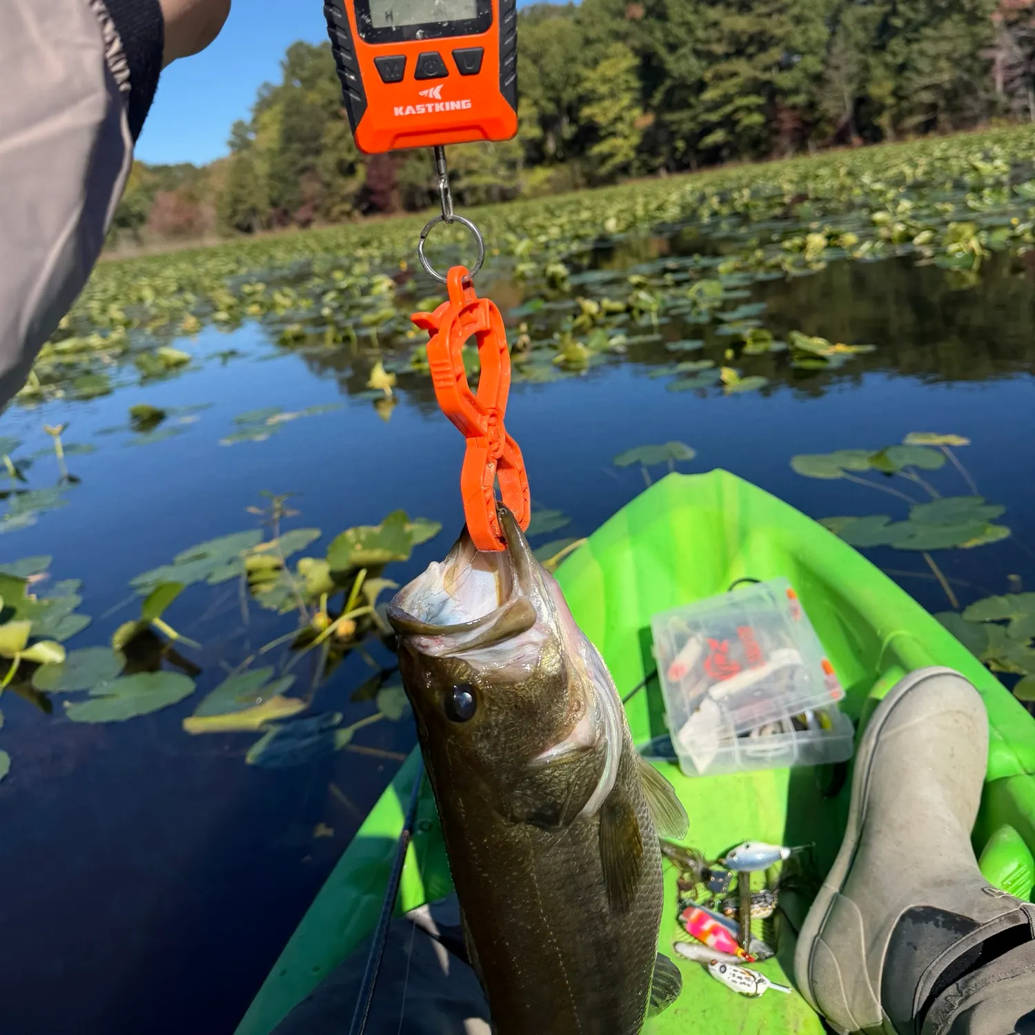 Largemouth bass caught on Fishbrain