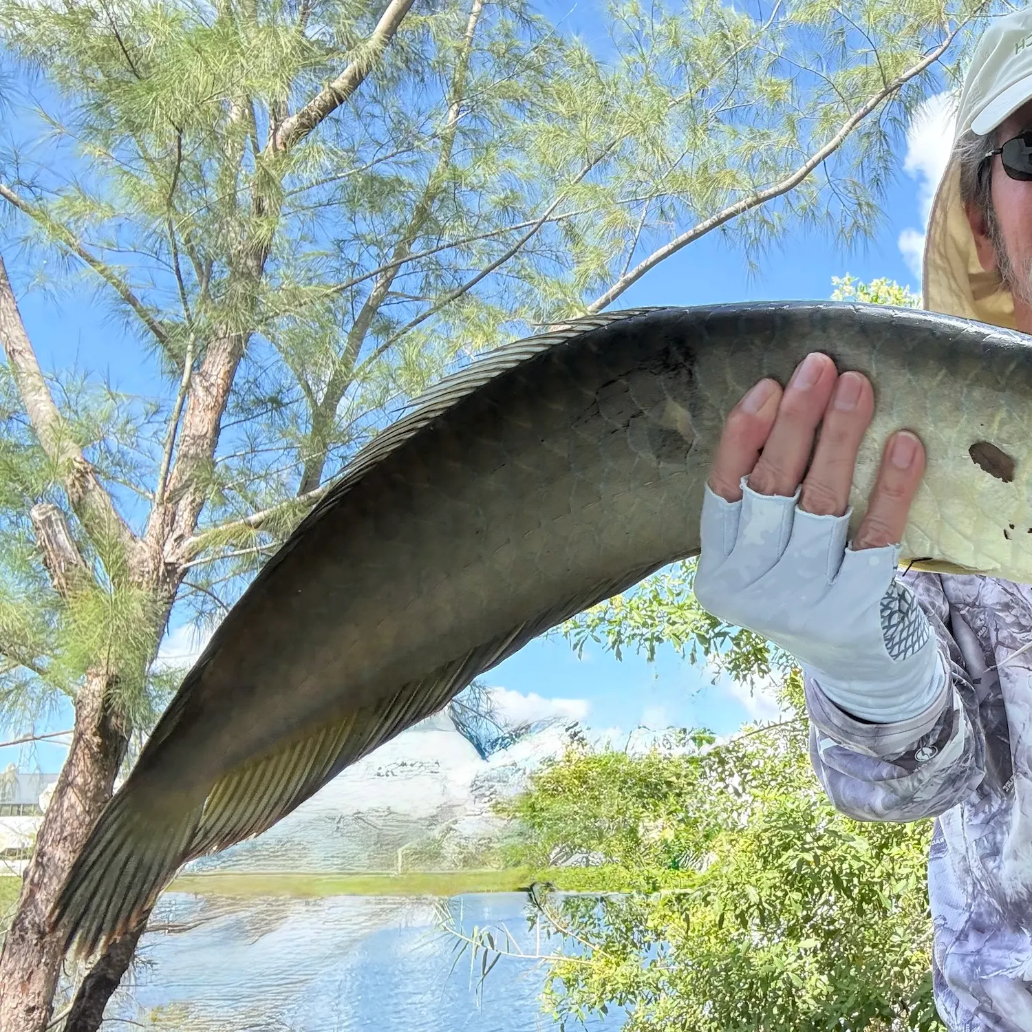 The most recent Silver arowana catches on Fishbrain