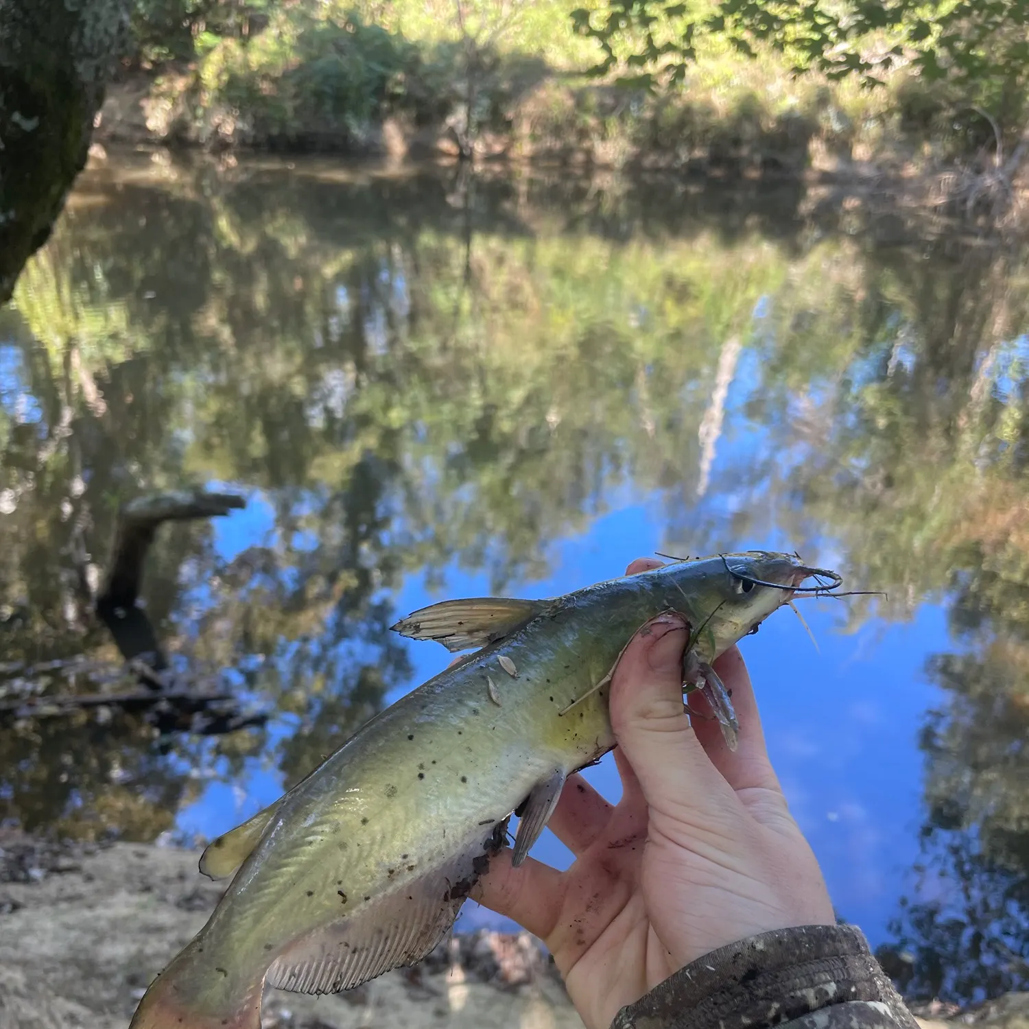 Channel catfish caught on Fishbrain