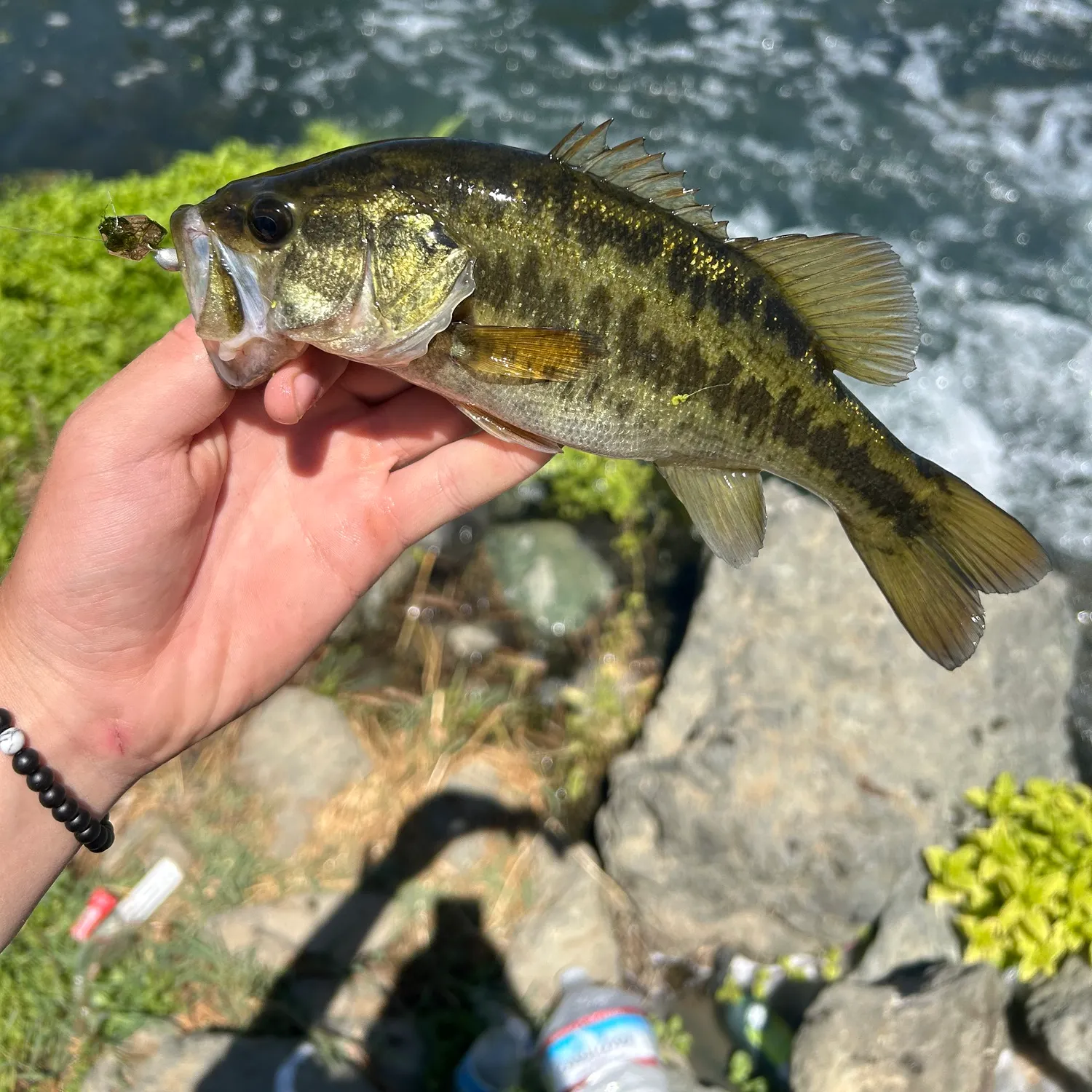 The most recent Shoal bass catches on Fishbrain