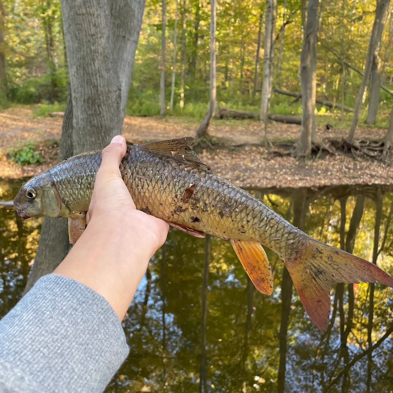 Golden redhorse caught on Fishbrain