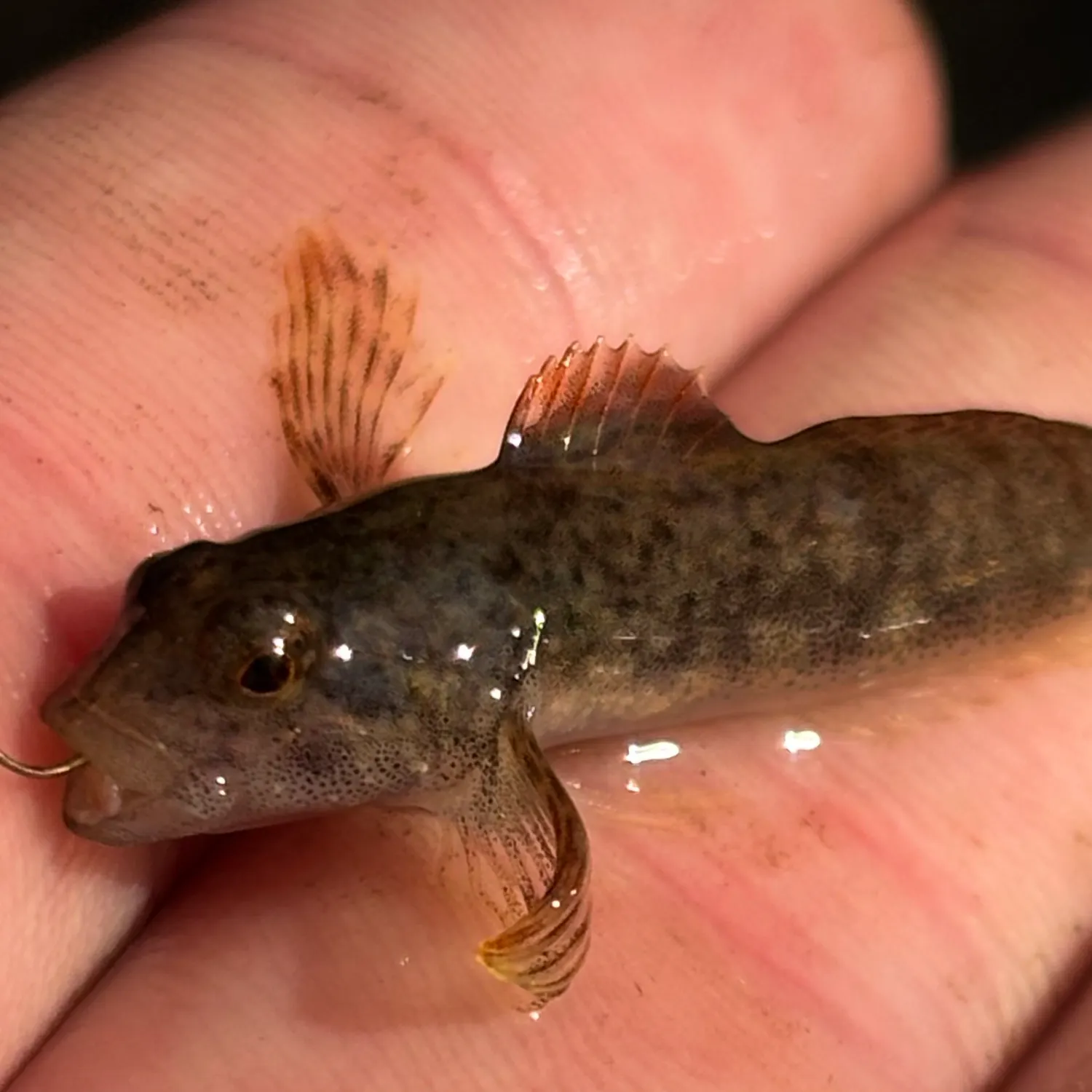 The most recent Slimy sculpin catches on Fishbrain