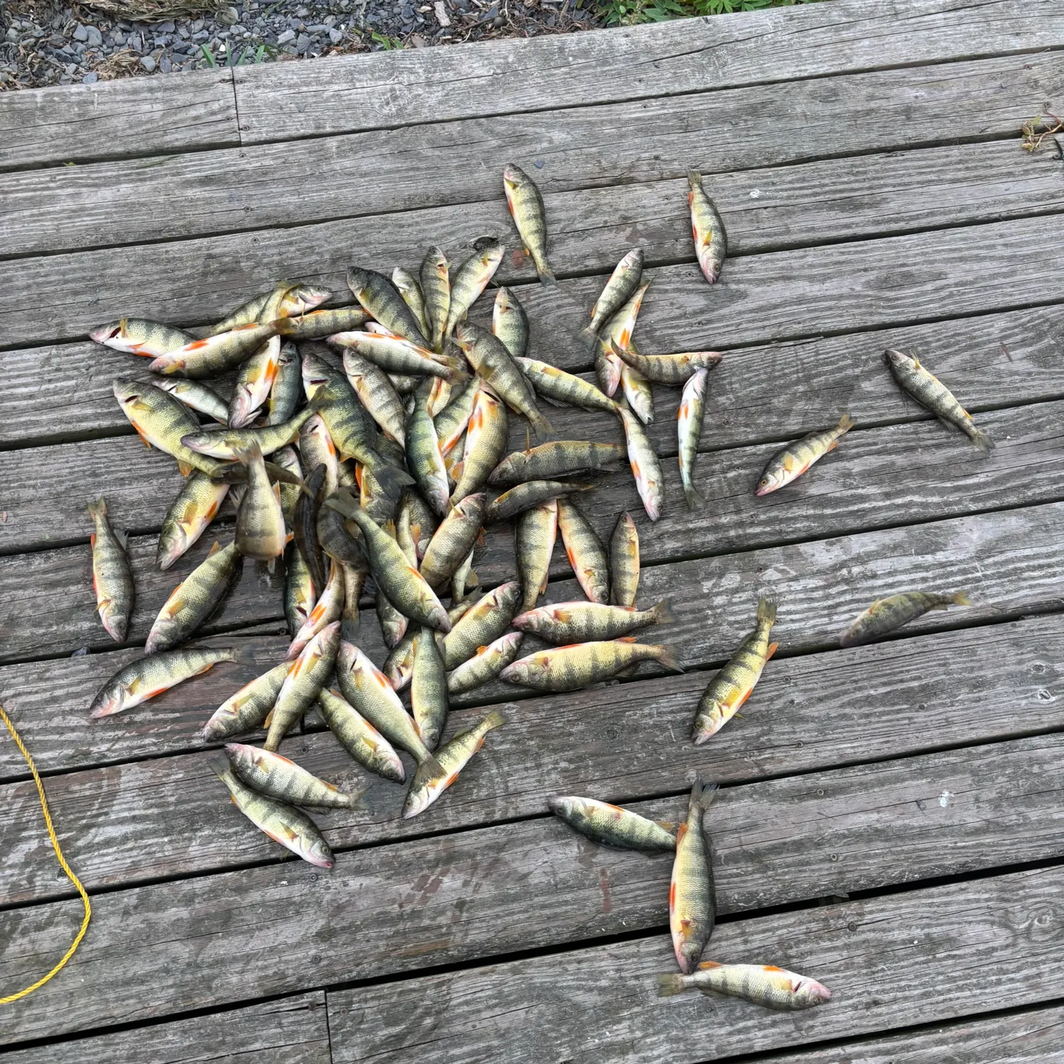 Yellow perch caught on Fishbrain