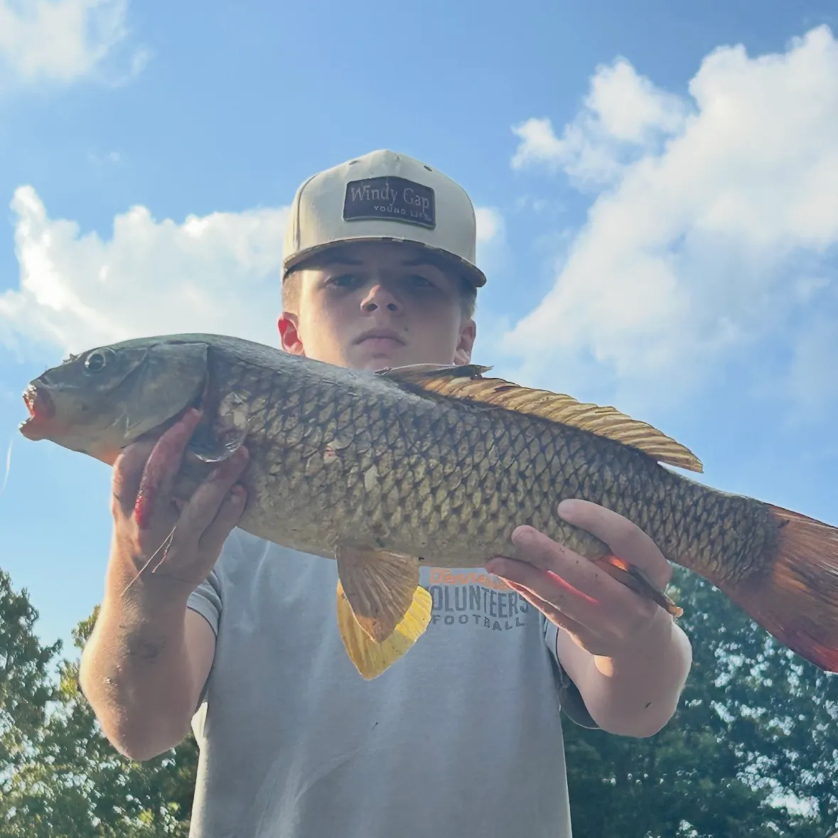 Common carp caught on Fishbrain