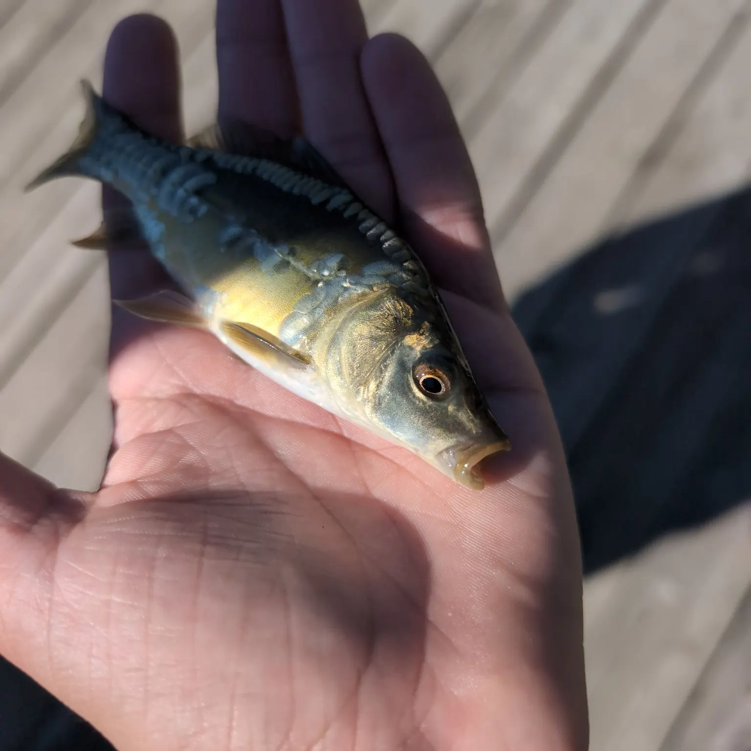 Fish caught on Fishbrain