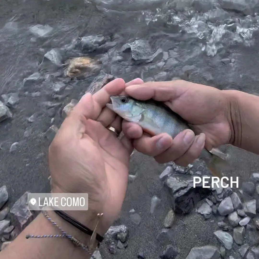 European perch caught on Fishbrain