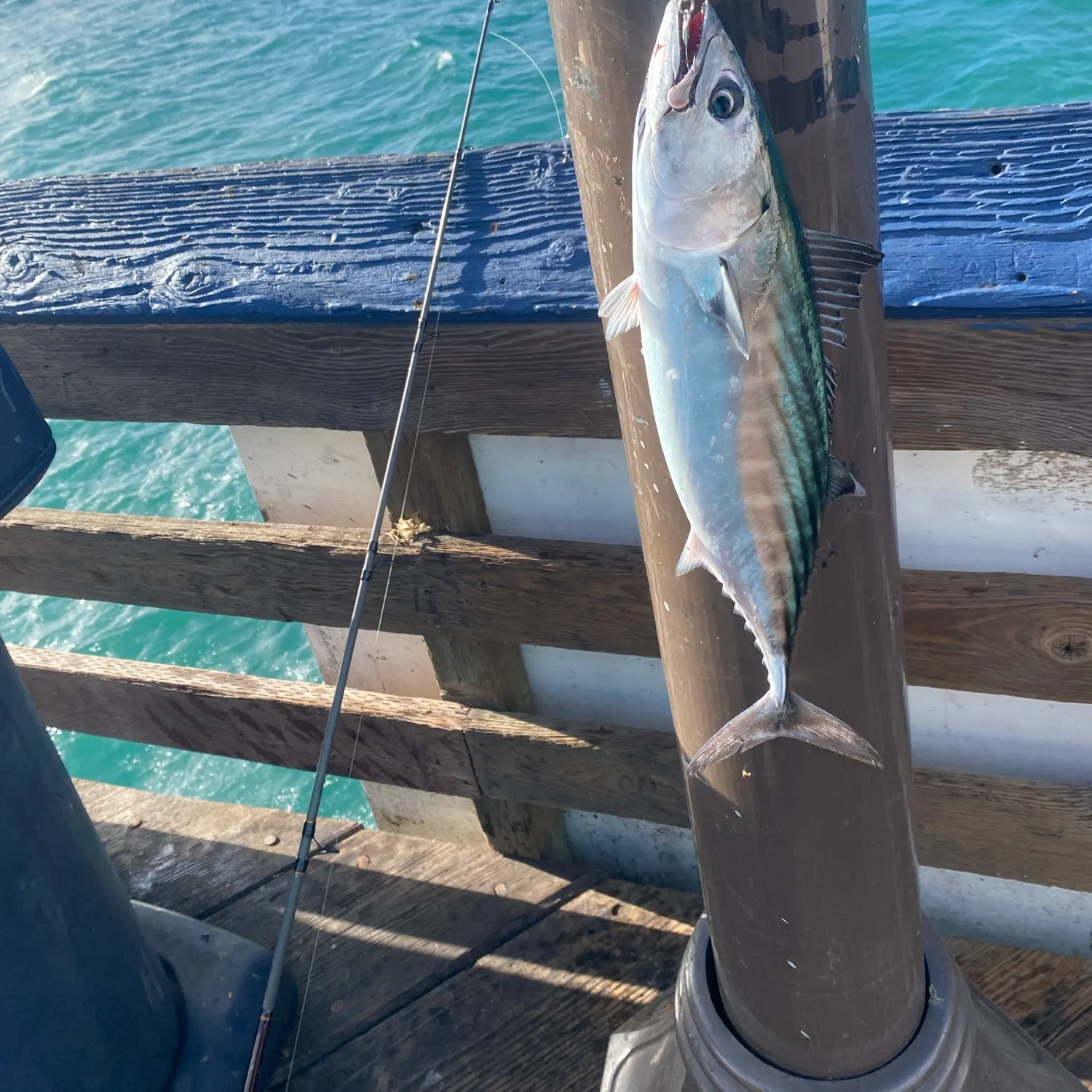 Pacific bonito caught on Fishbrain