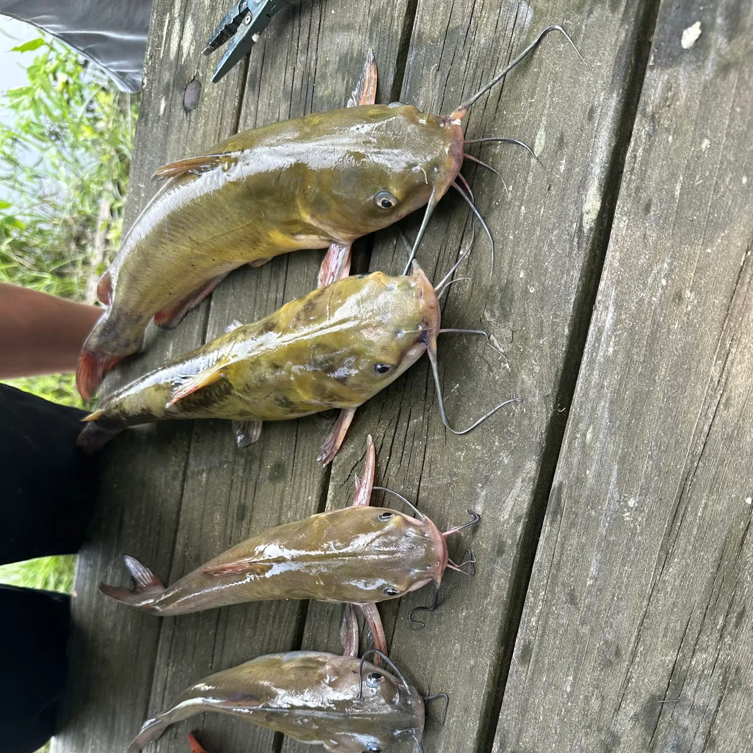 recently logged catches