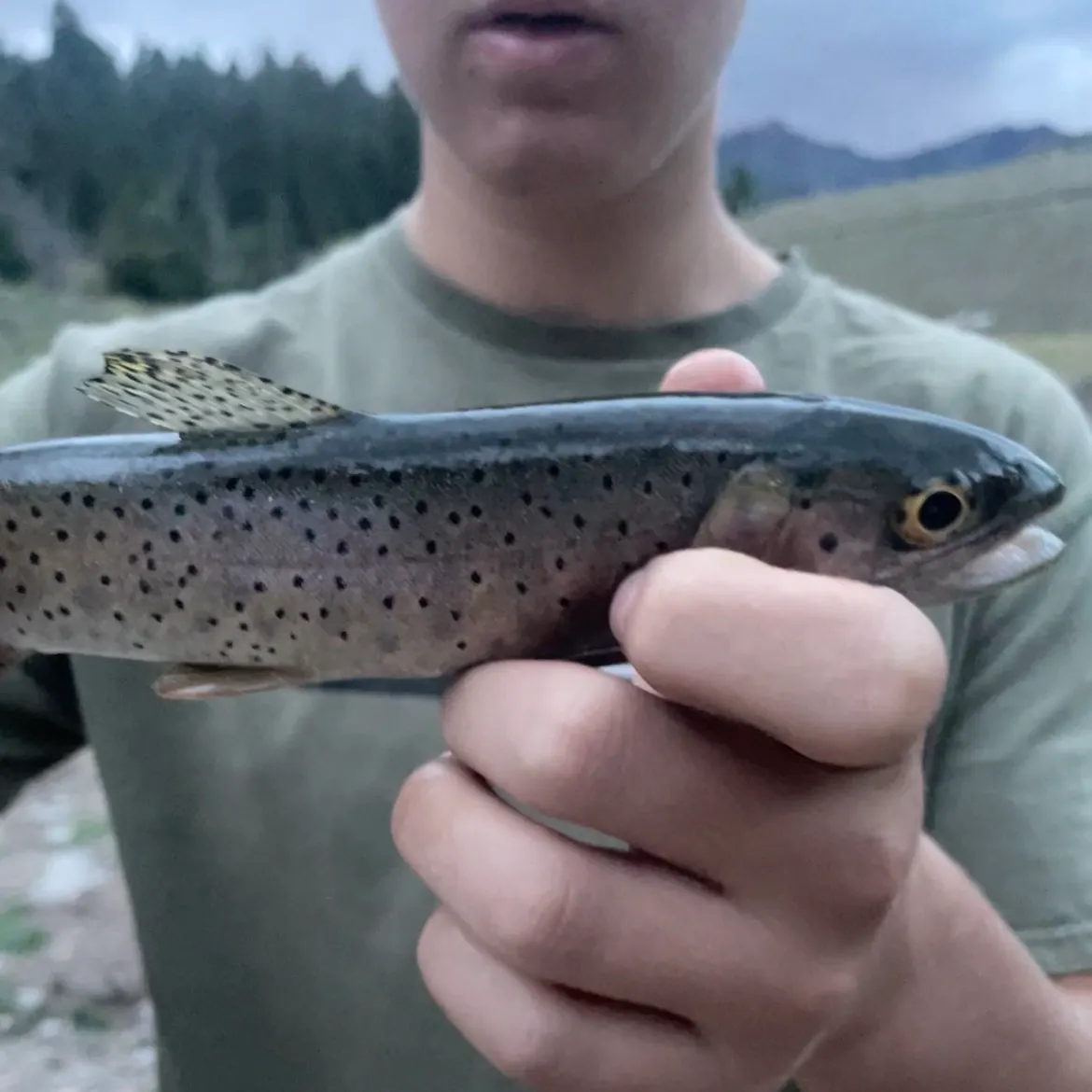 Brown trout caught on Fishbrain