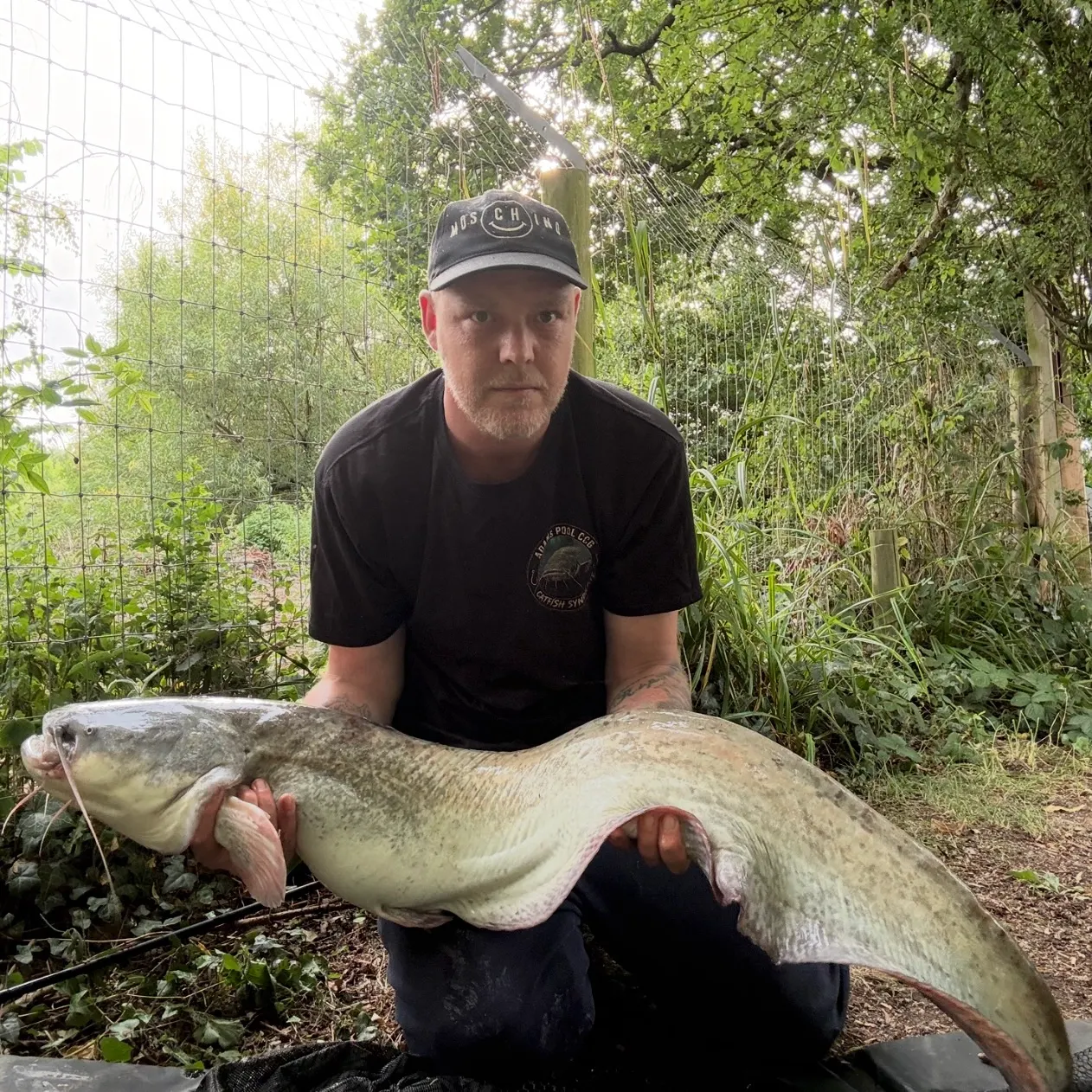 The most recent Wels catfish catches on Fishbrain
