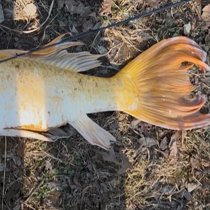 The most recent Koi carp catches on Fishbrain