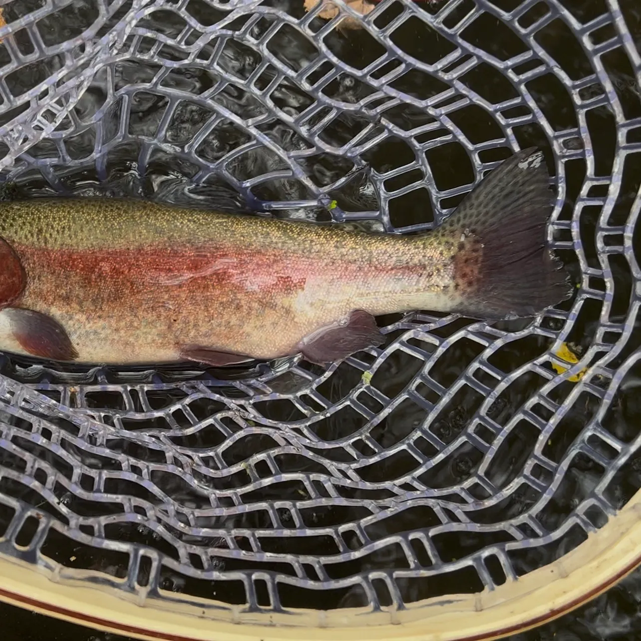 Rainbow trout caught on Fishbrain