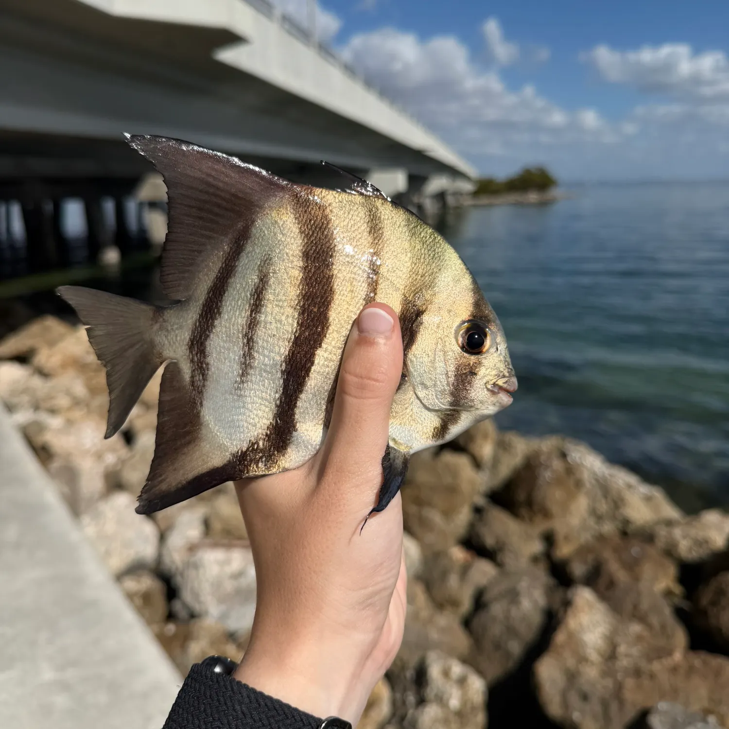 The most recent Atlantic spadefish catches on Fishbrain