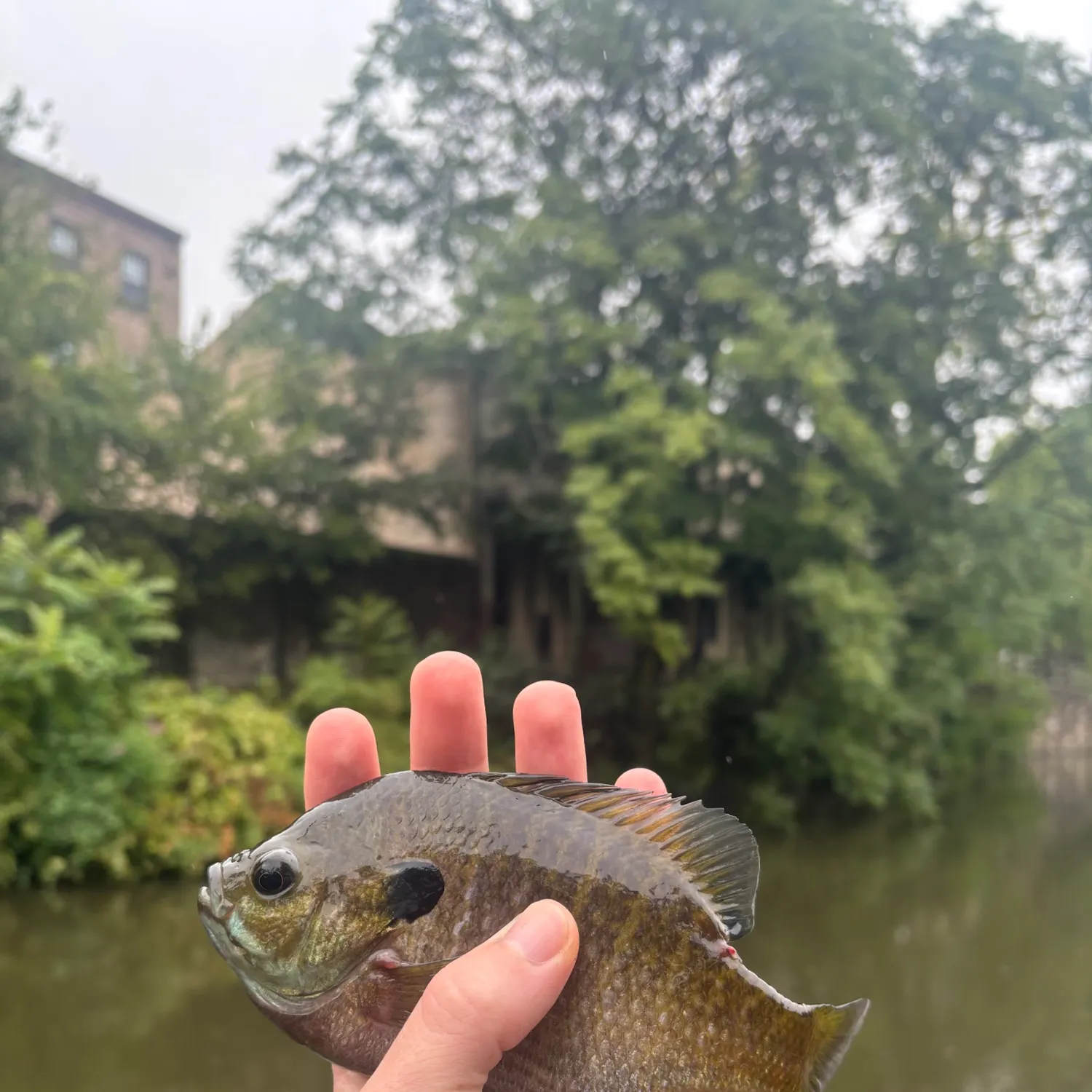 Bluegill caught on Fishbrain