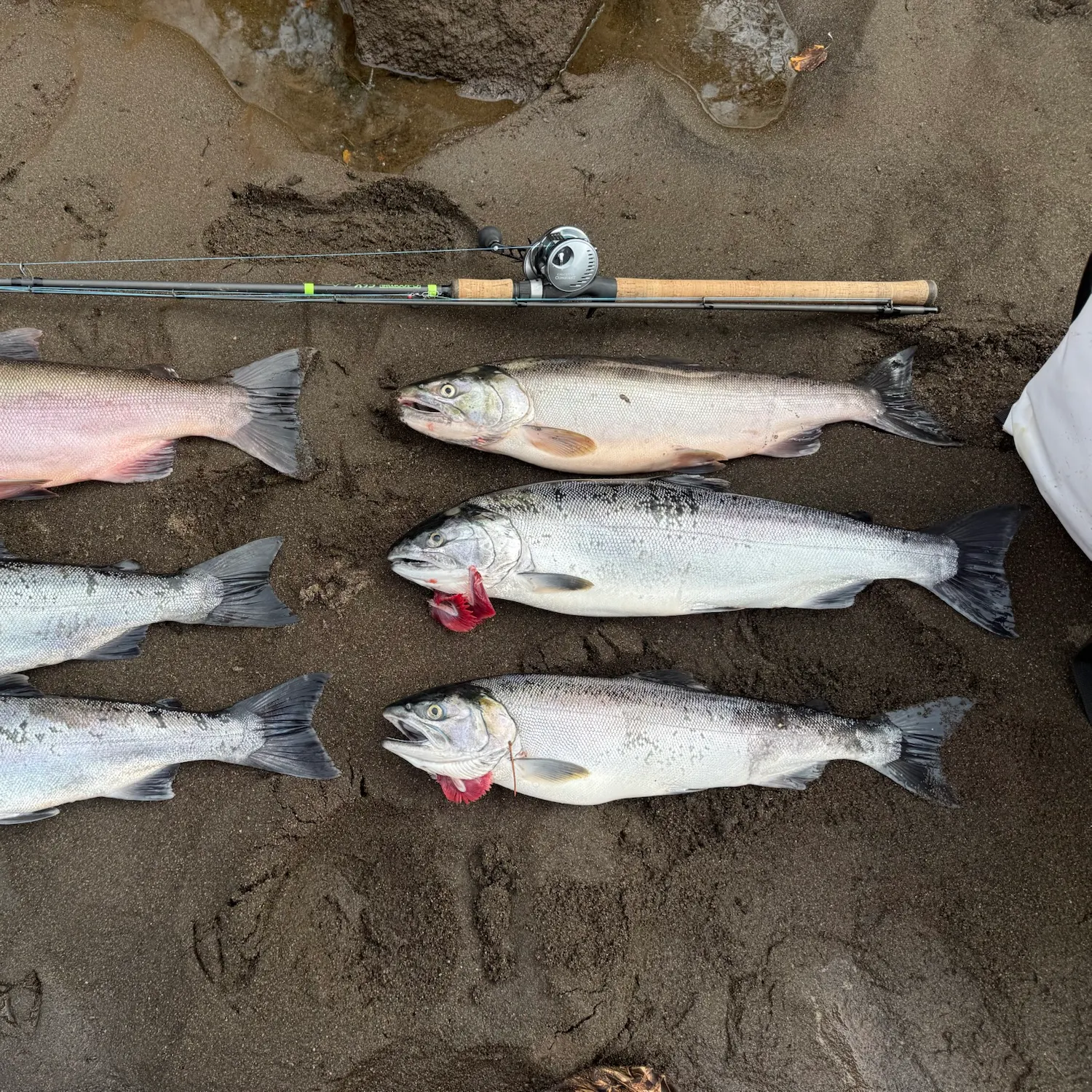 Coho salmon caught on Fishbrain