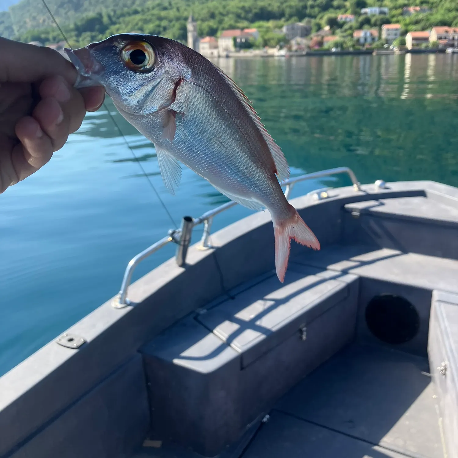 The most recent Common pandora catches on Fishbrain
