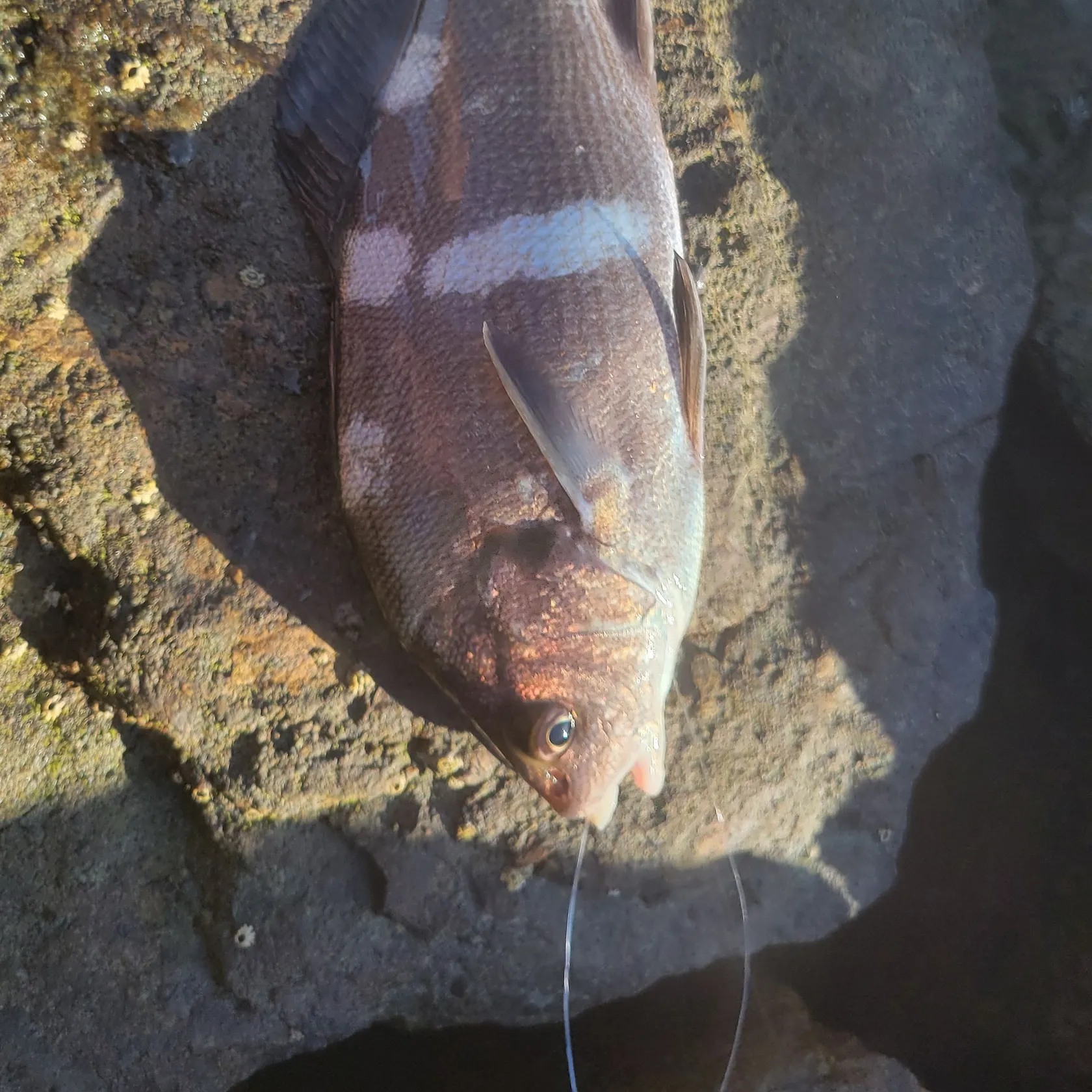 Black croaker caught on Fishbrain