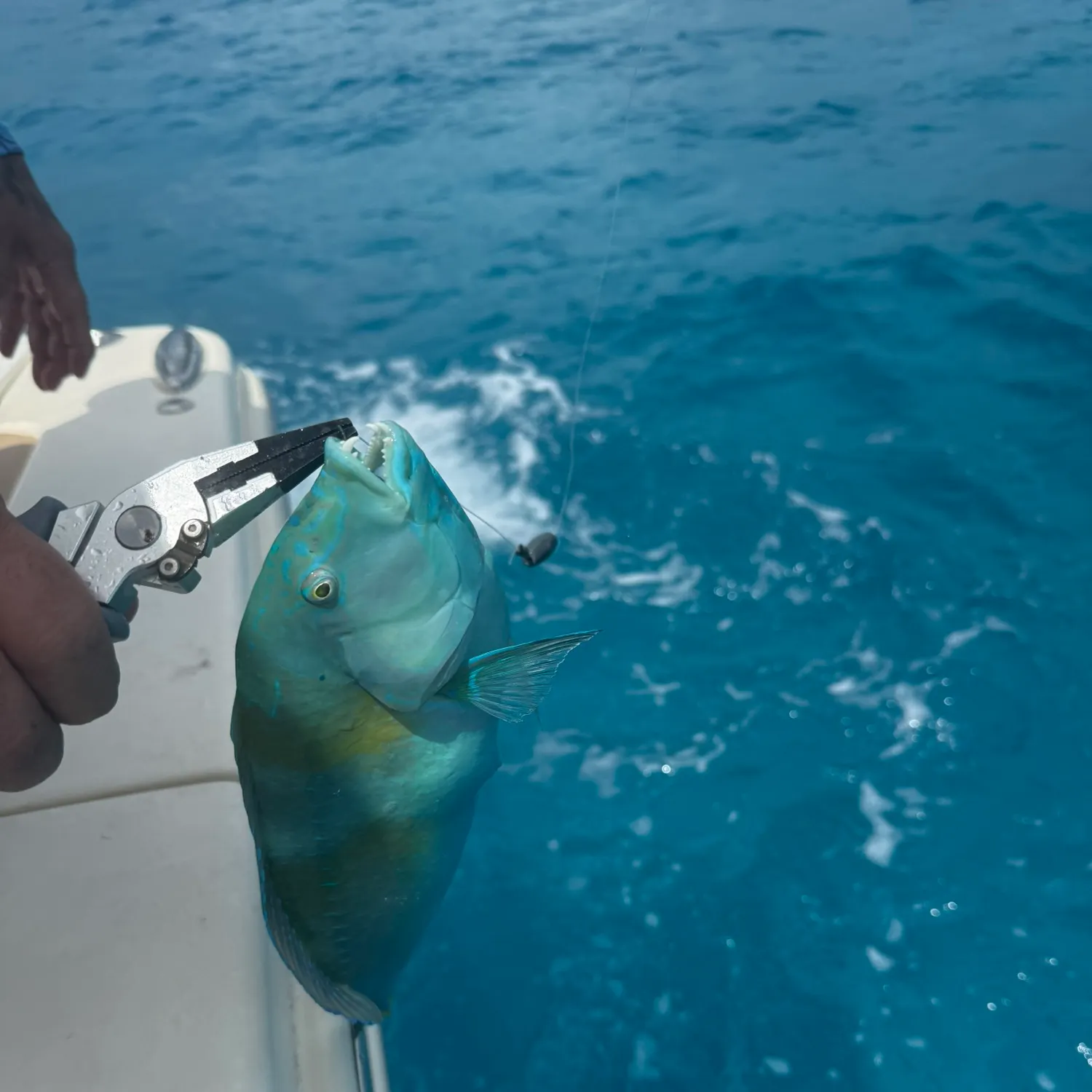 The most recent Common parrotfish catches on Fishbrain