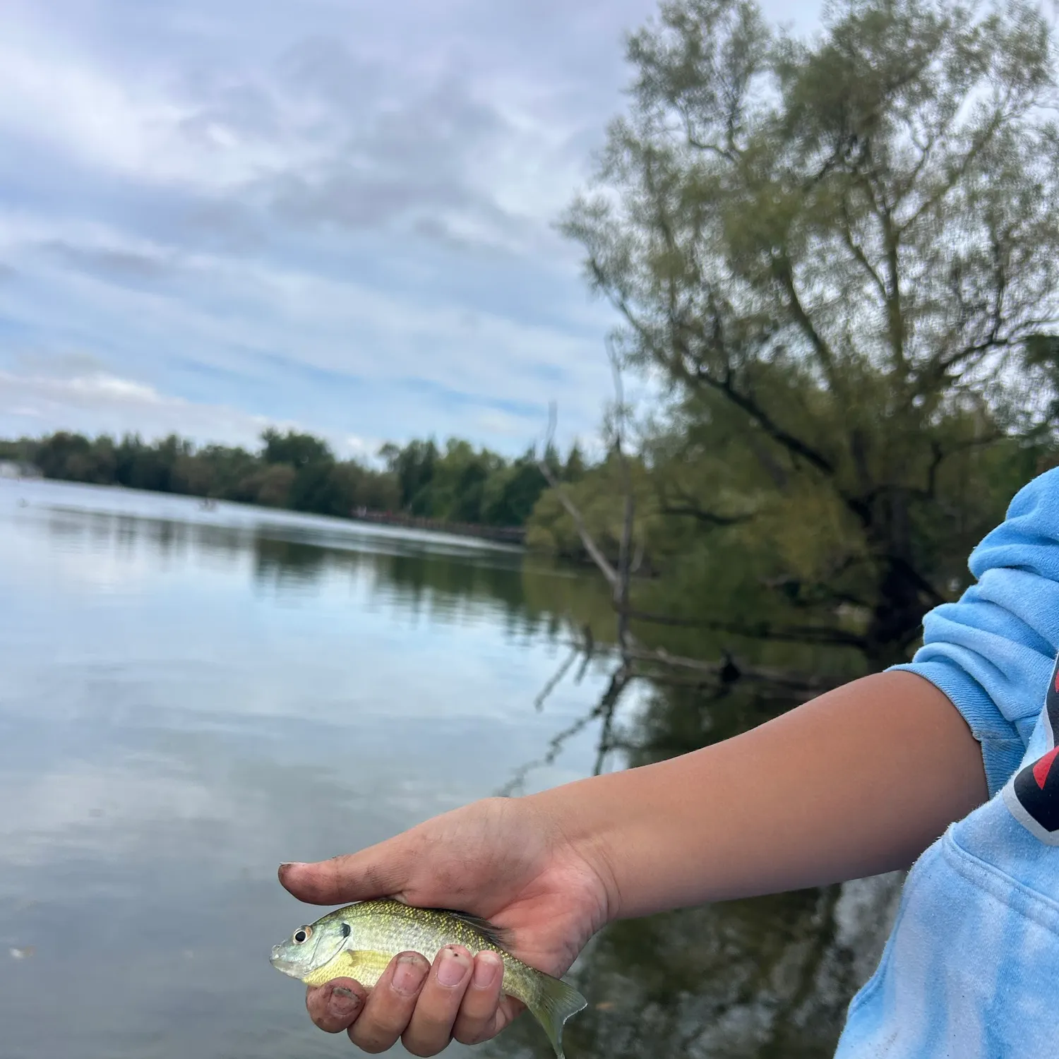 Bluegill caught on Fishbrain