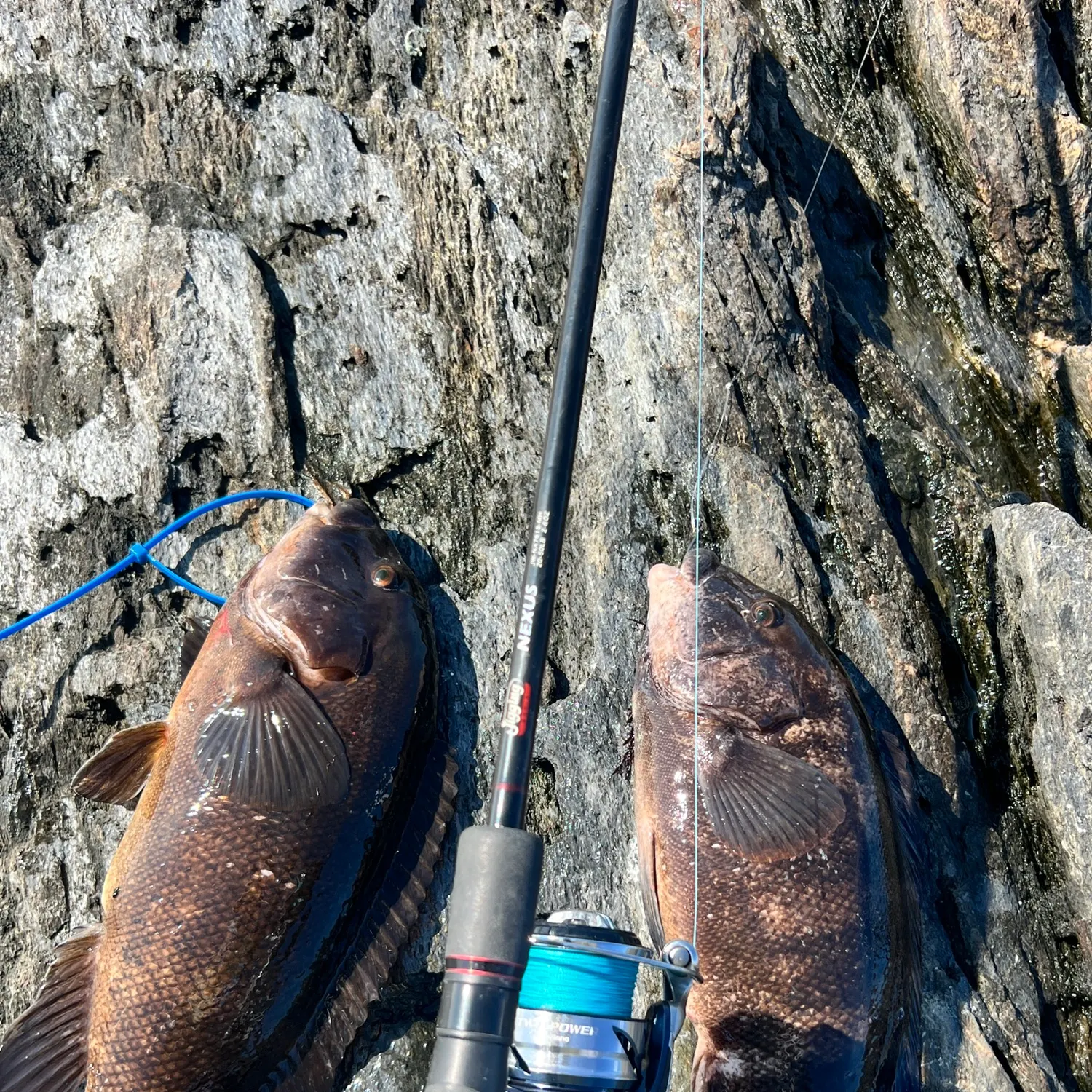 Tautog caught on Fishbrain