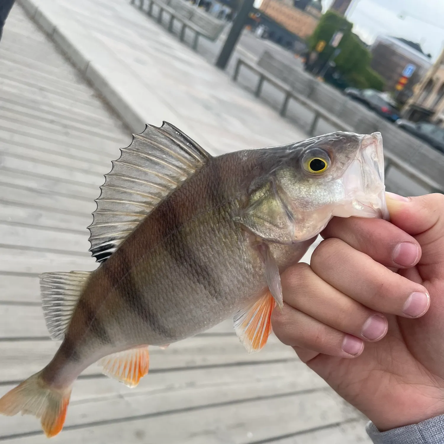 catch