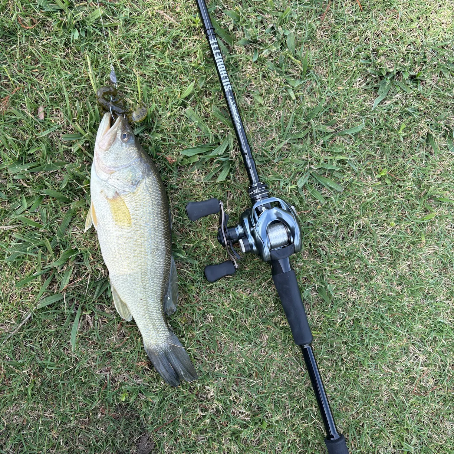 Largemouth bass caught on Fishbrain