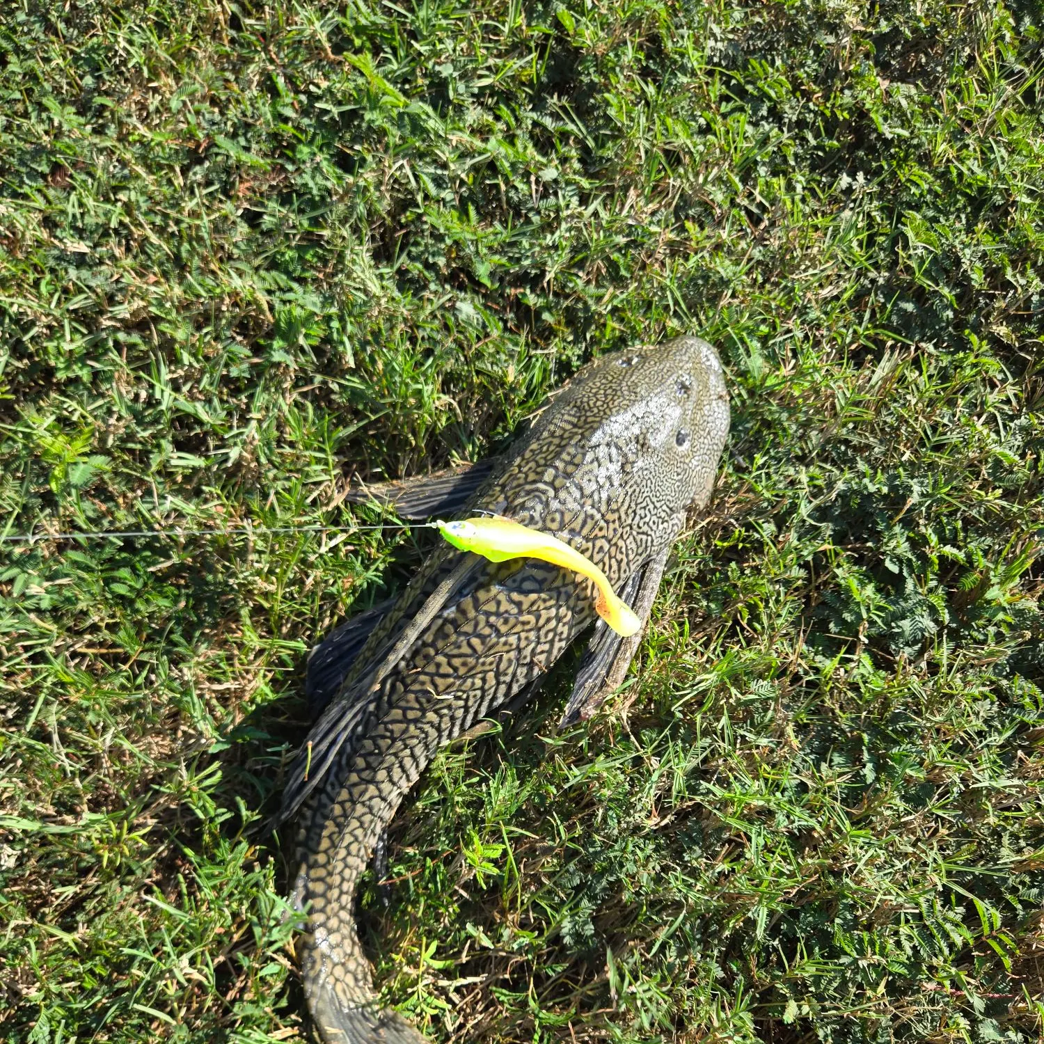 The most recent Suckermouth catfish catches on Fishbrain