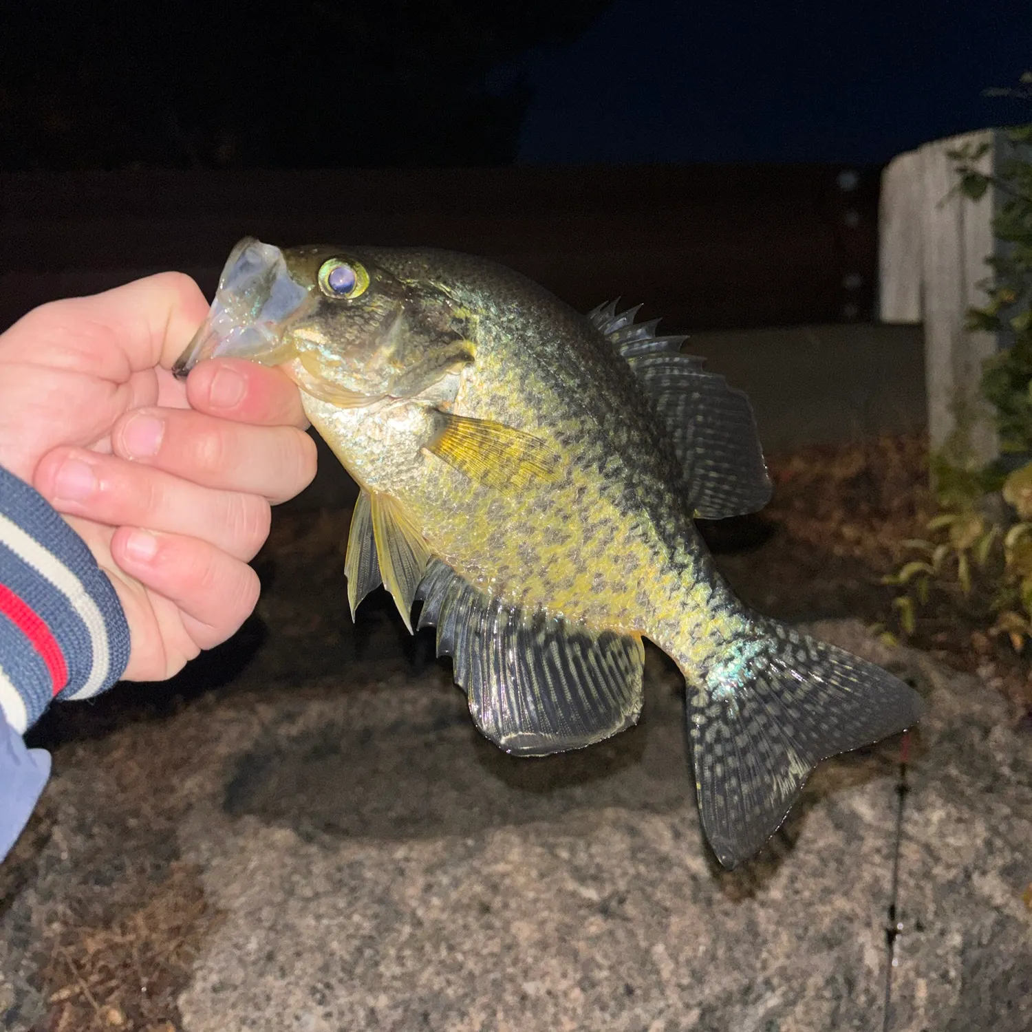 Black crappie caught on Fishbrain