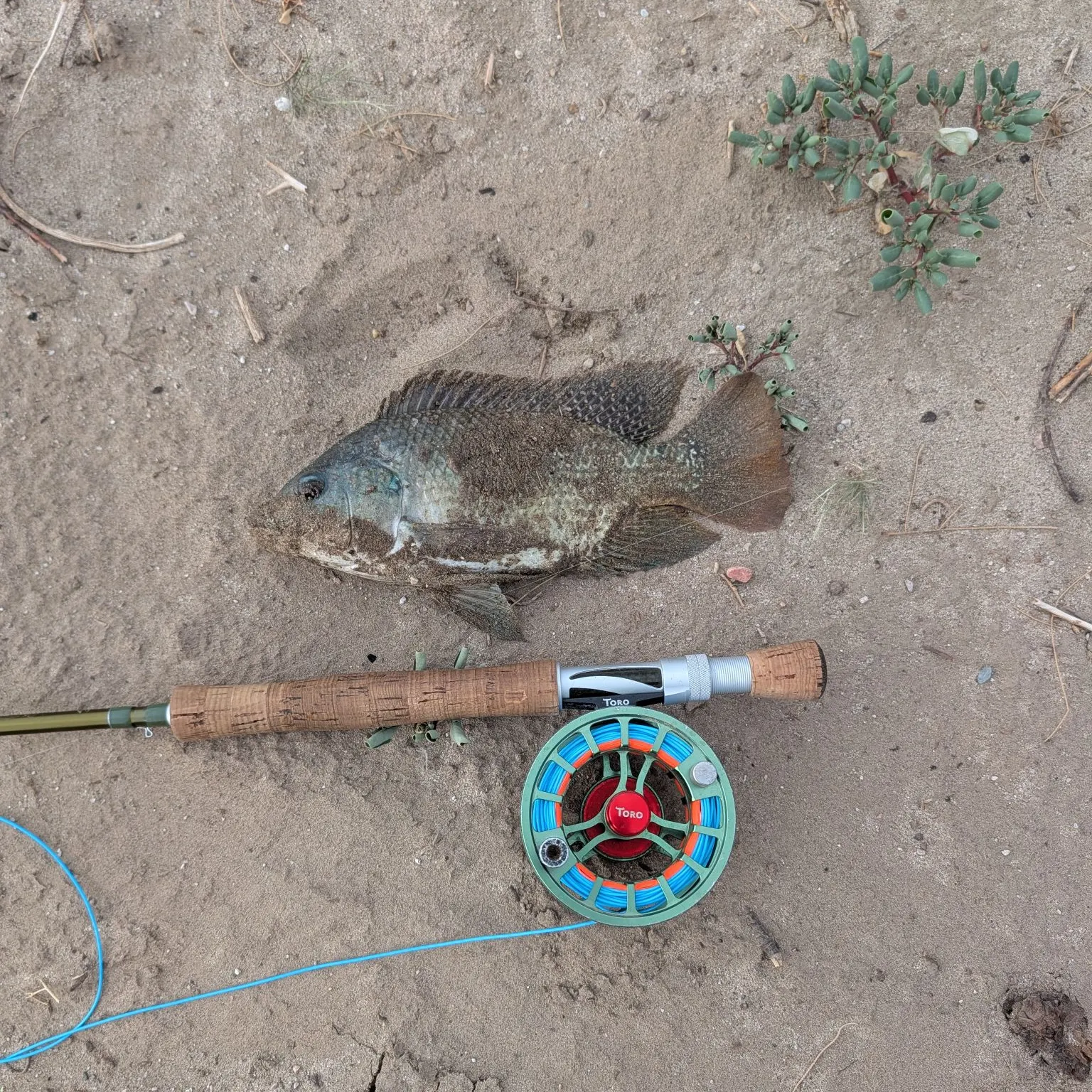 Nile tilapia caught on Fishbrain