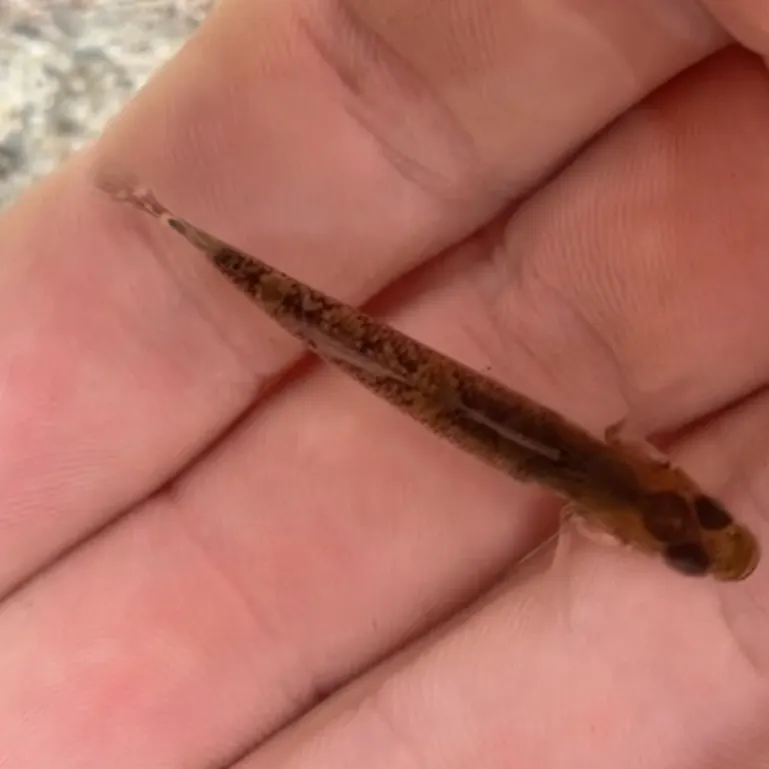 The most recent Two-spotted goby catches on Fishbrain