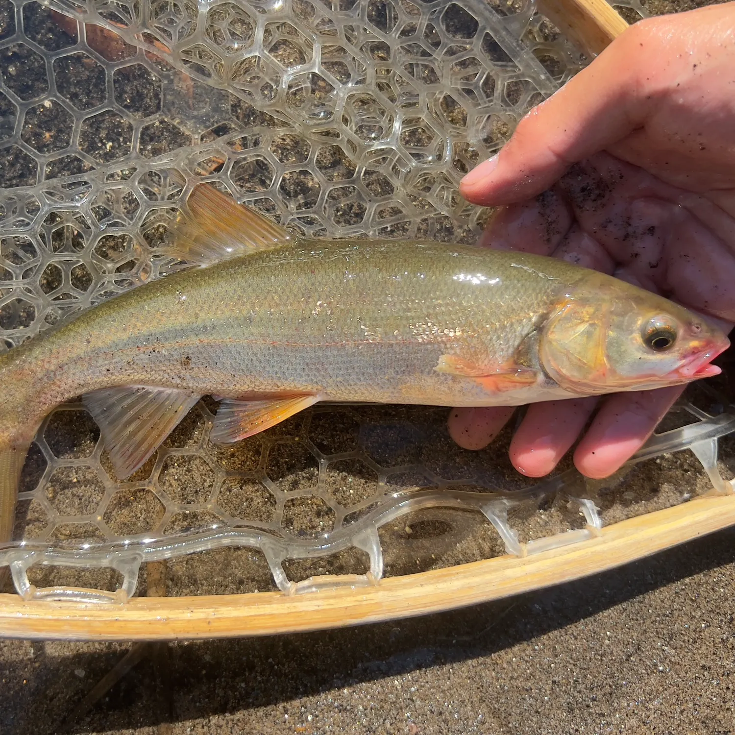 The most recent Hardhead minnow catches on Fishbrain