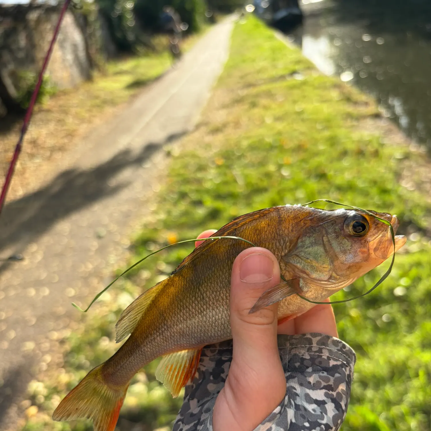 European perch caught on Fishbrain