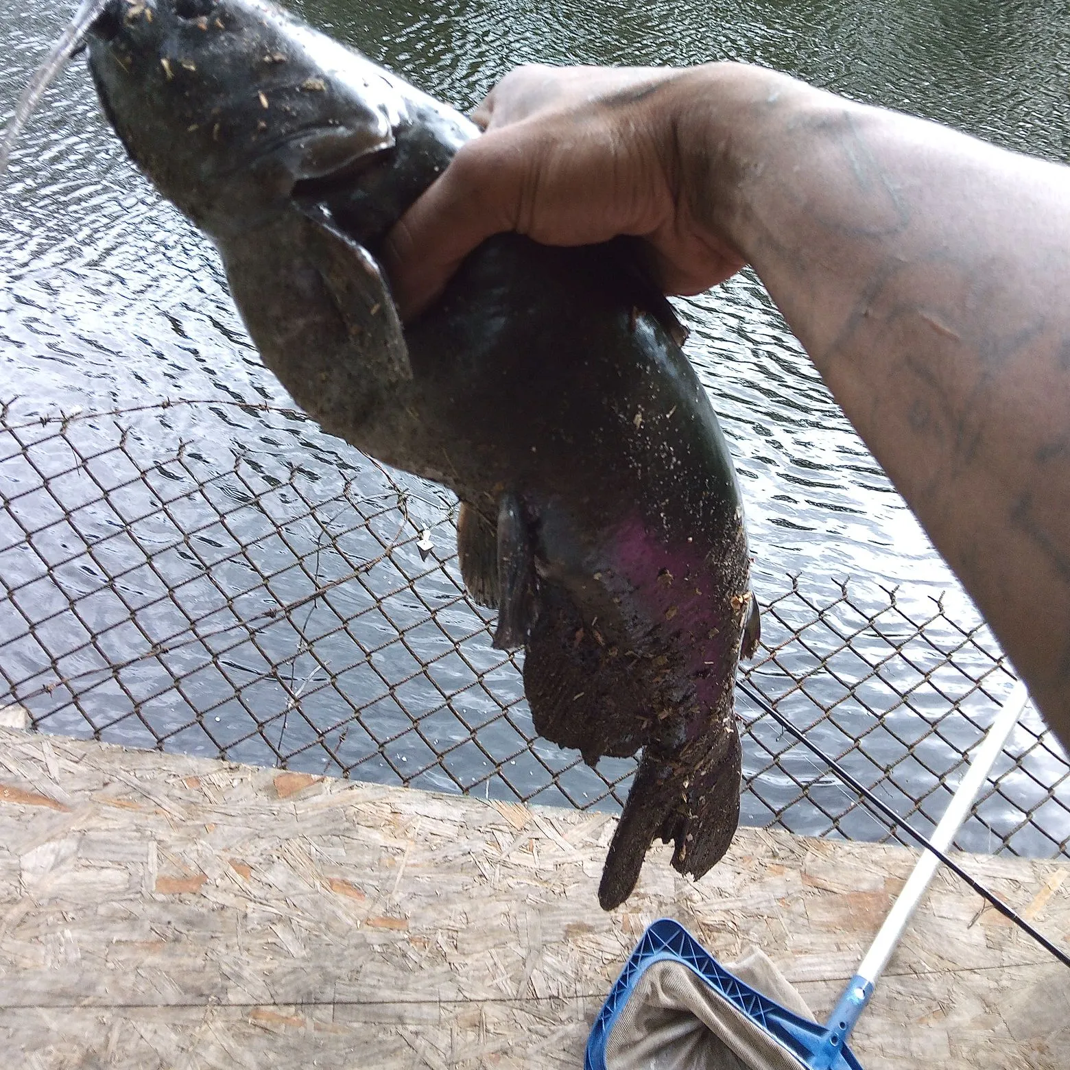 The most recent Dewfish catches on Fishbrain