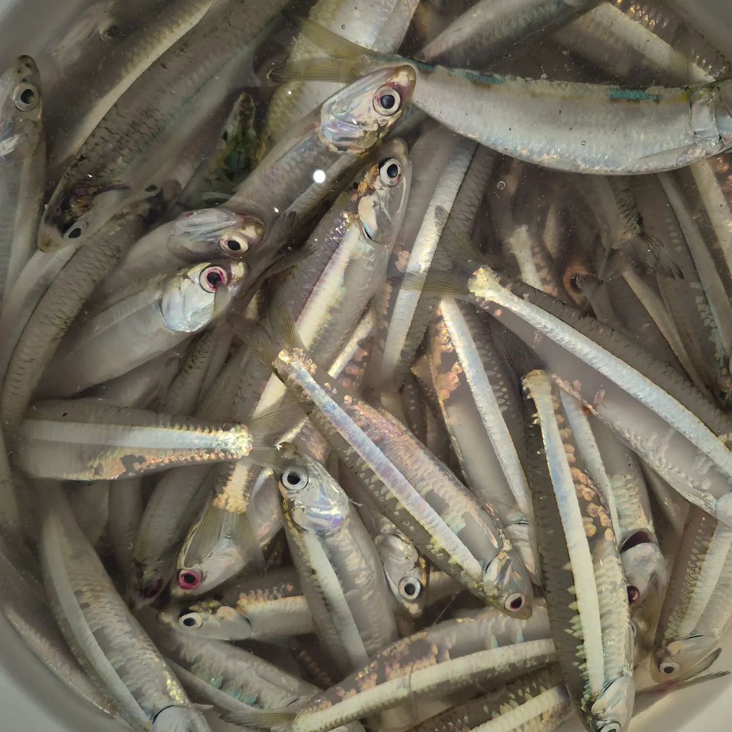 The most recent Bay anchovy catches on Fishbrain