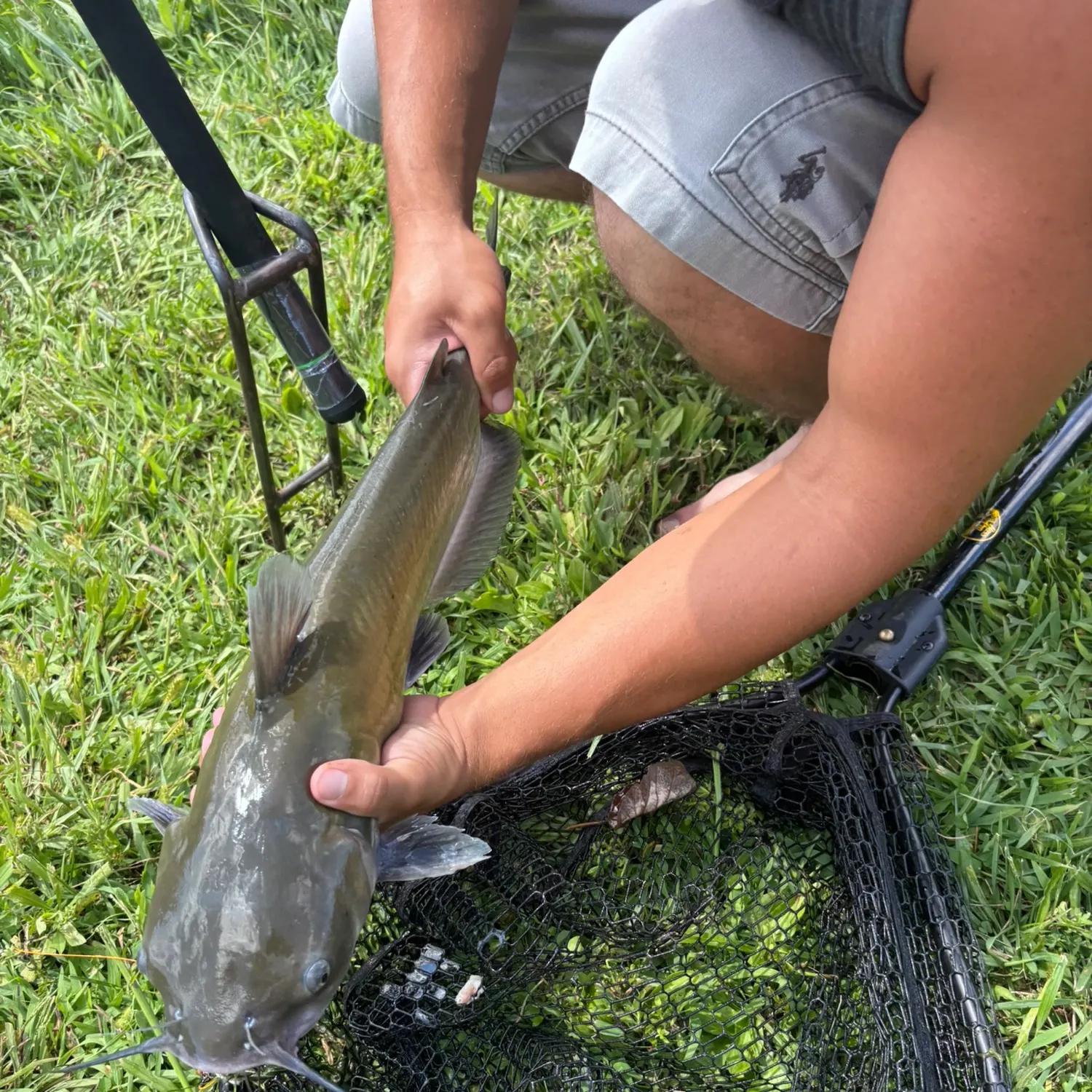 Channel catfish caught on Fishbrain