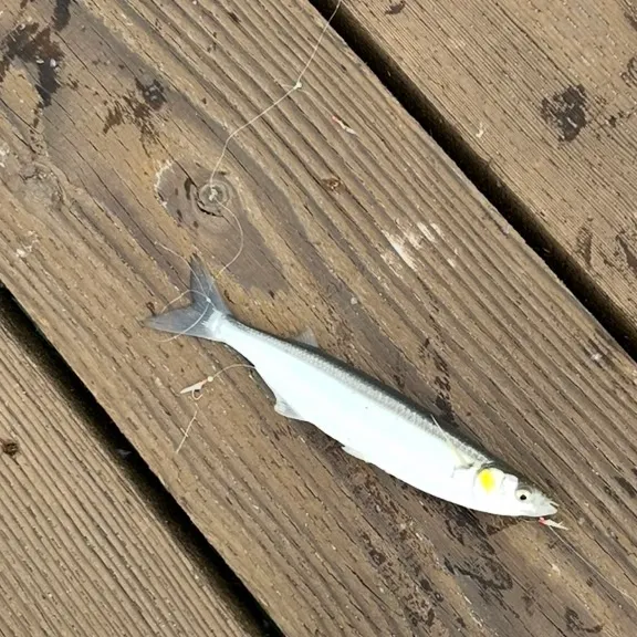 Spanish mackerel caught on Fishbrain
