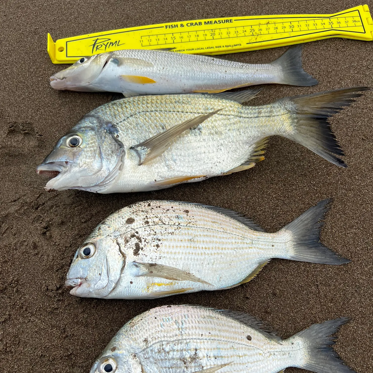 recently logged catches