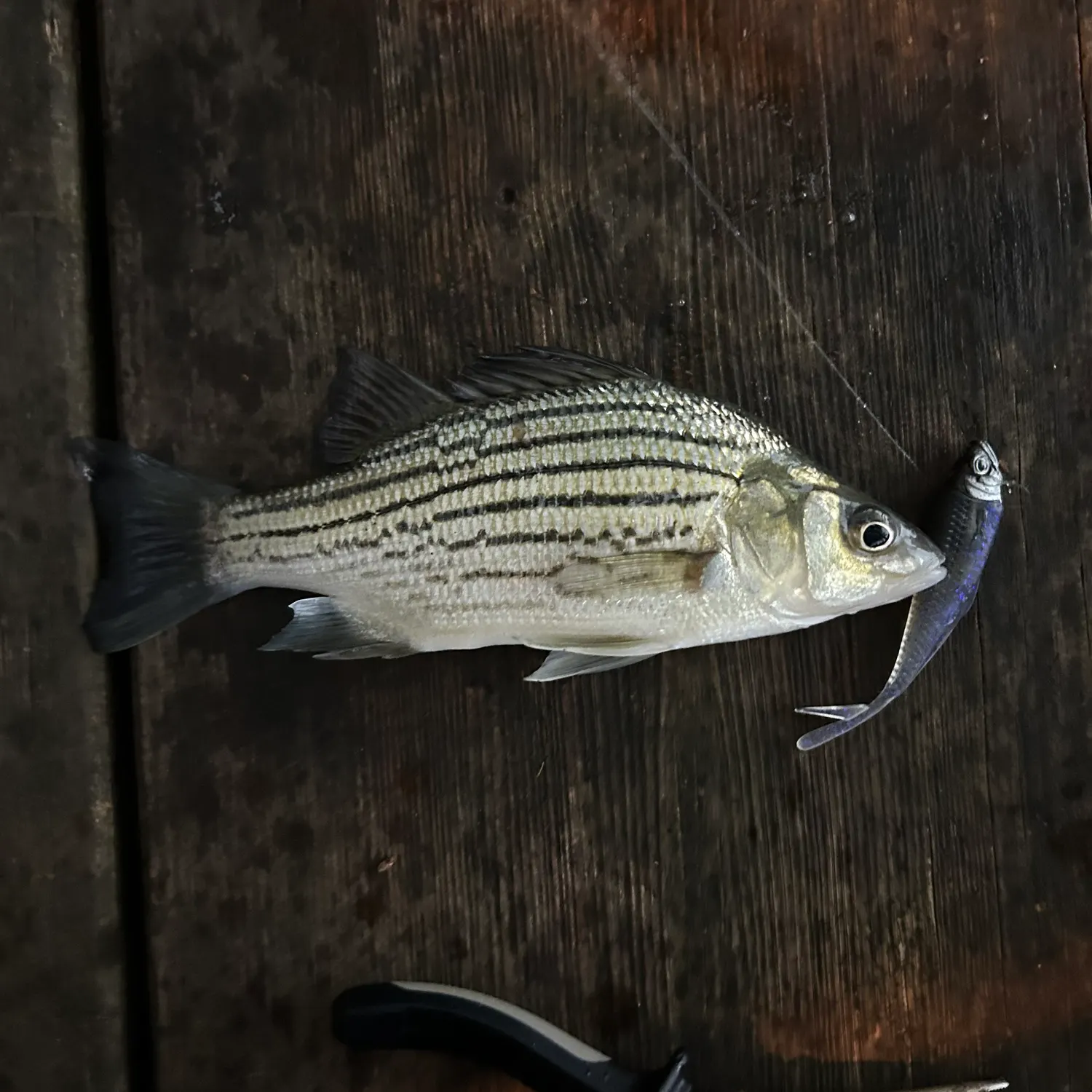 Wiper caught on Fishbrain