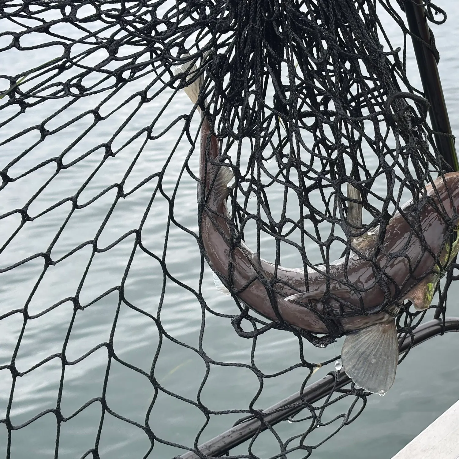 Alaska pollock caught on Fishbrain