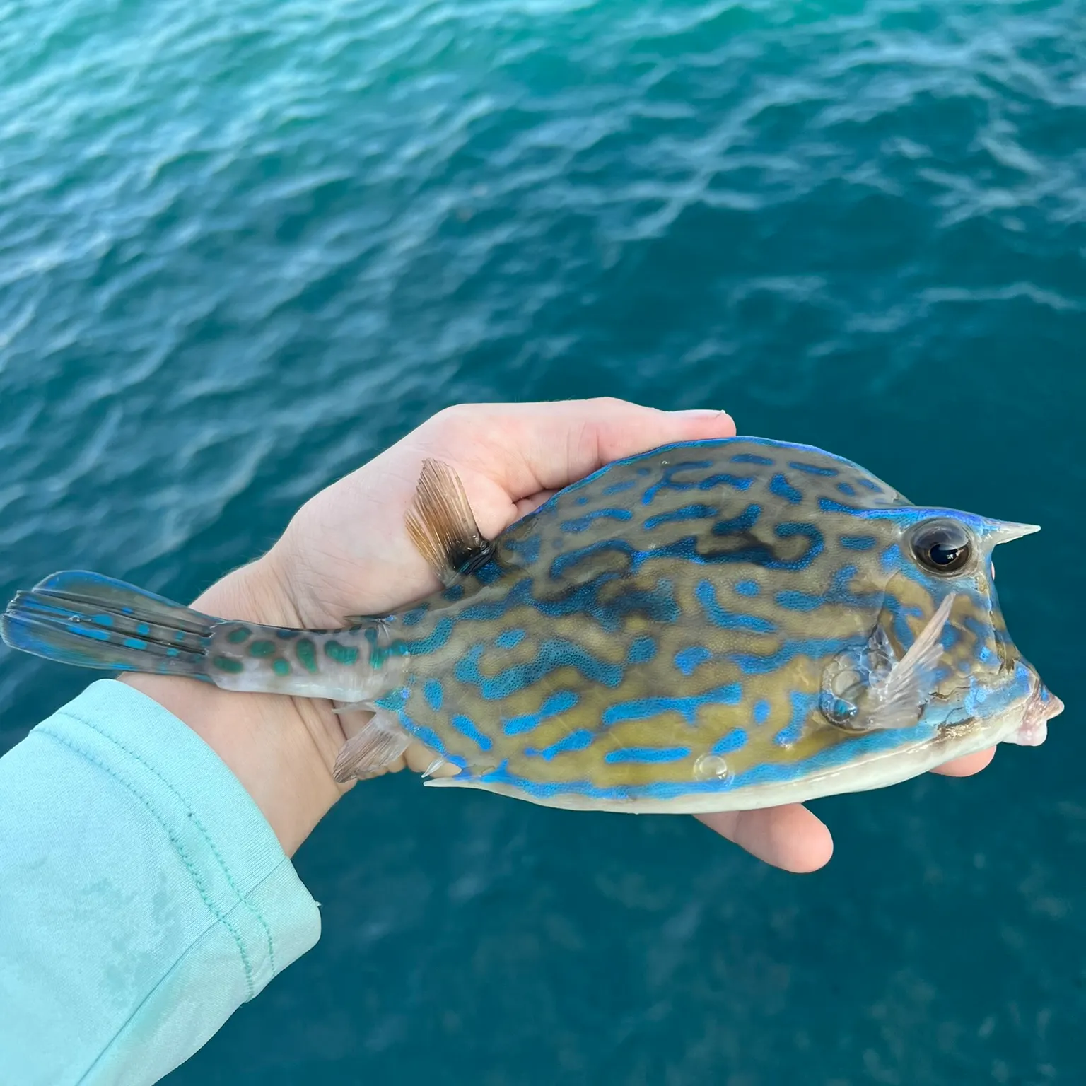 The most recent Scrawled cowfish catches on Fishbrain